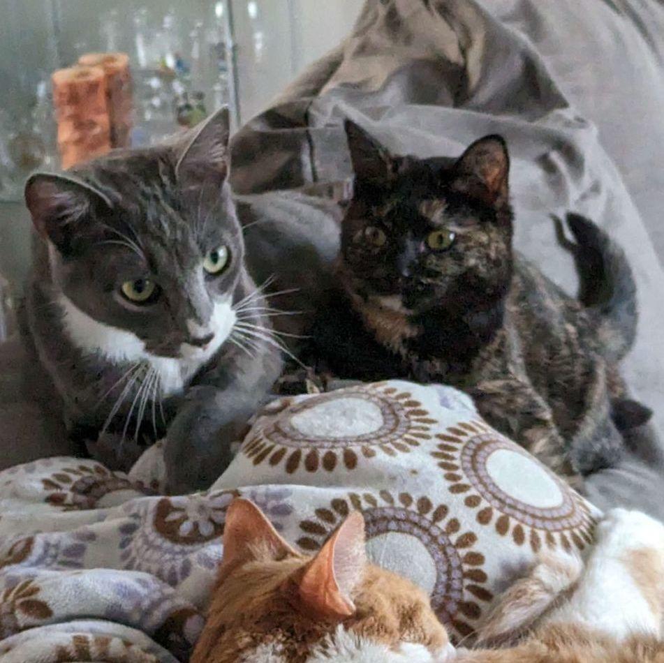 Enlarge Chai (Shop Cat), a Adoptable mixed breed in Lemont, IL image 3/4