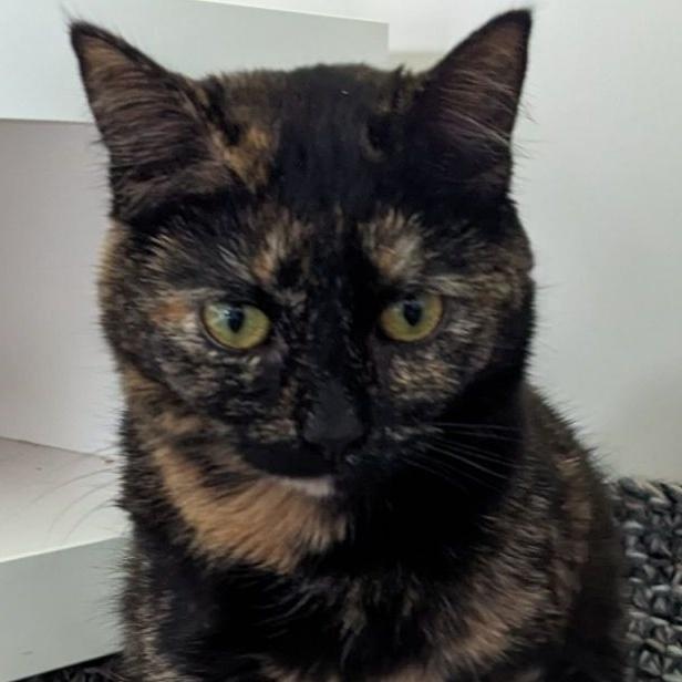 Enlarge Chai (Shop Cat), a Adoptable mixed breed in Lemont, IL image 2/4