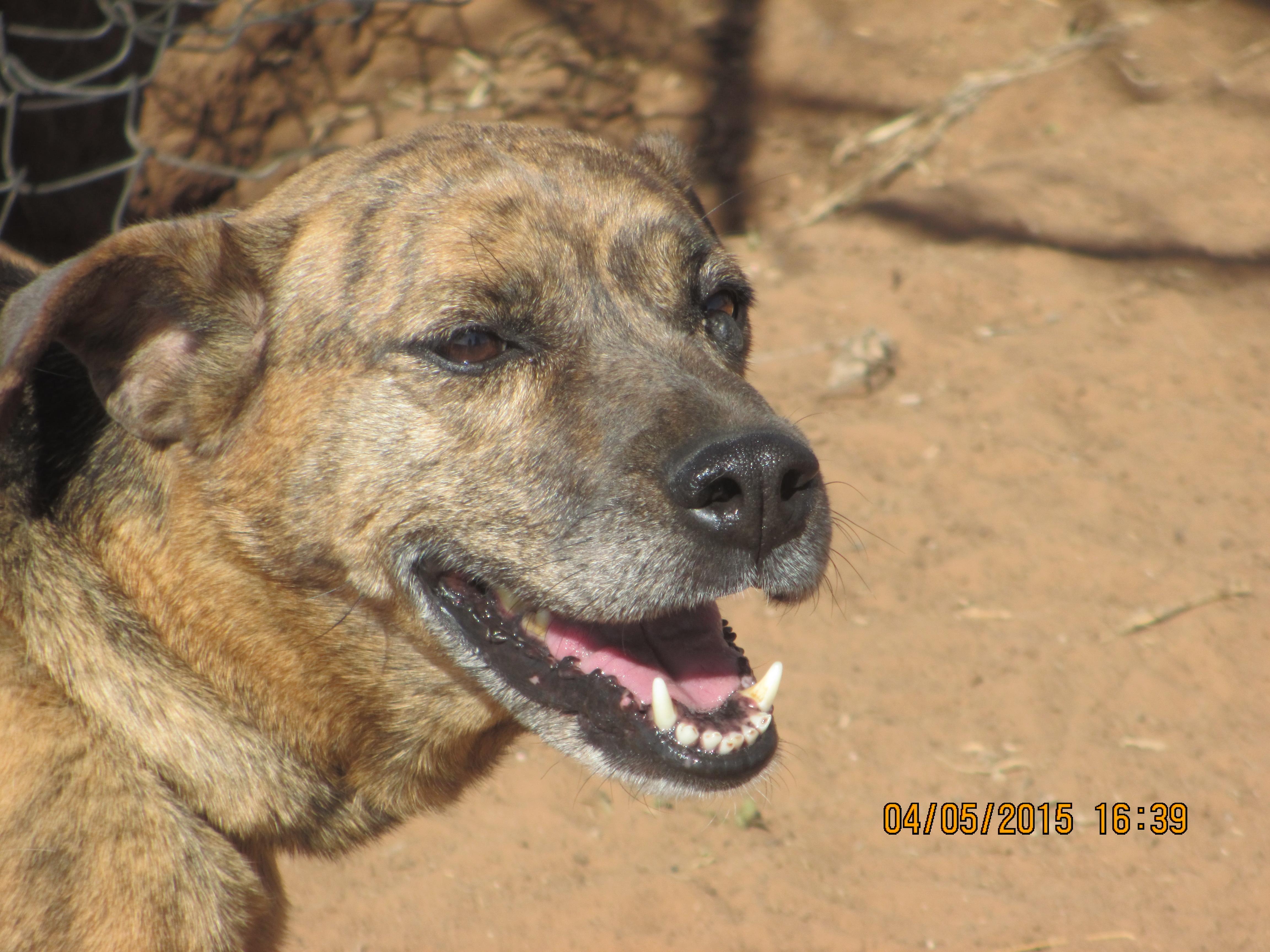 Peanutbutter, a Adoptable mixed breed in Anton, TX image 1/6