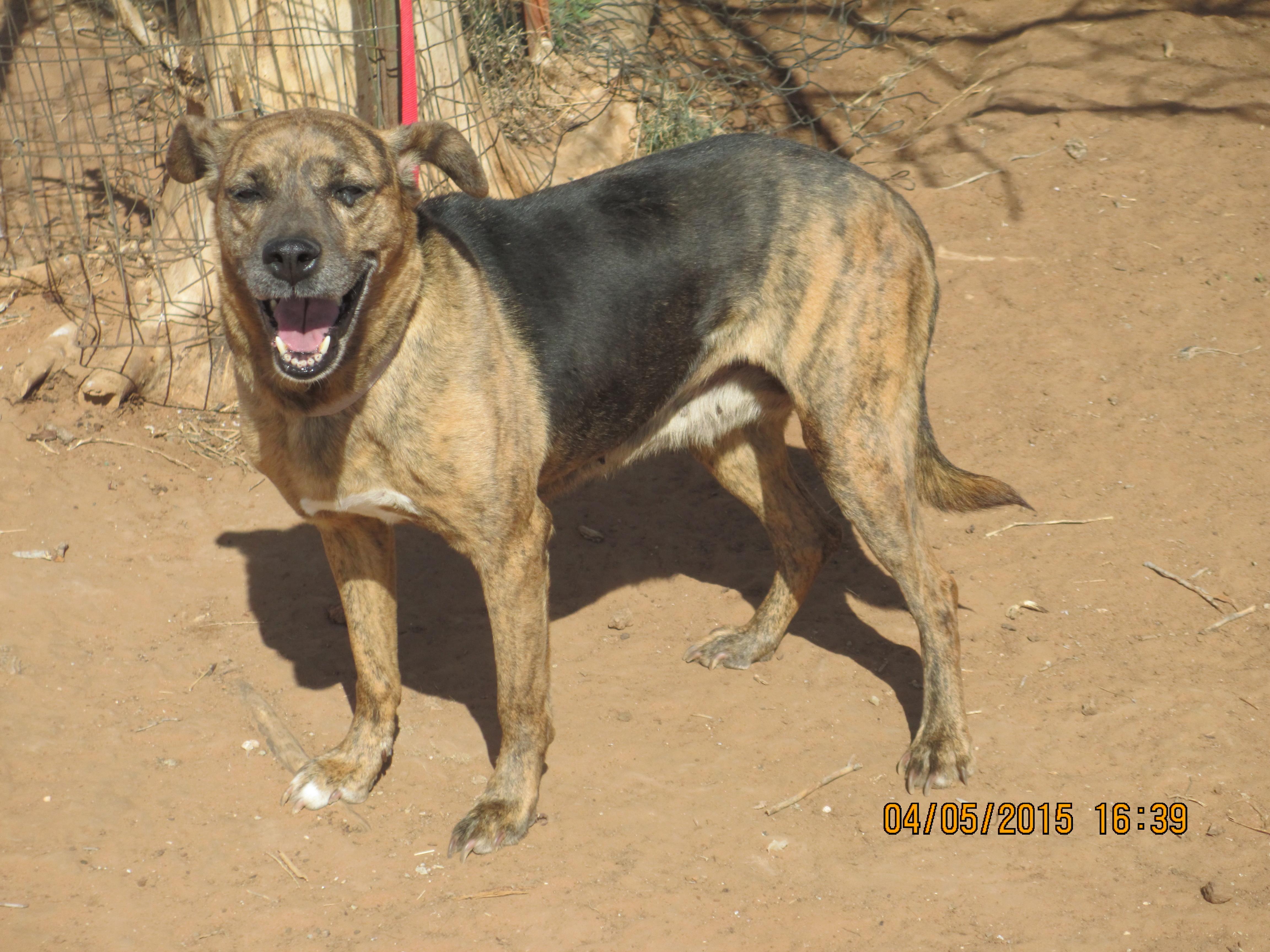 Peanutbutter, a Adoptable mixed breed in Anton, TX image 2/6