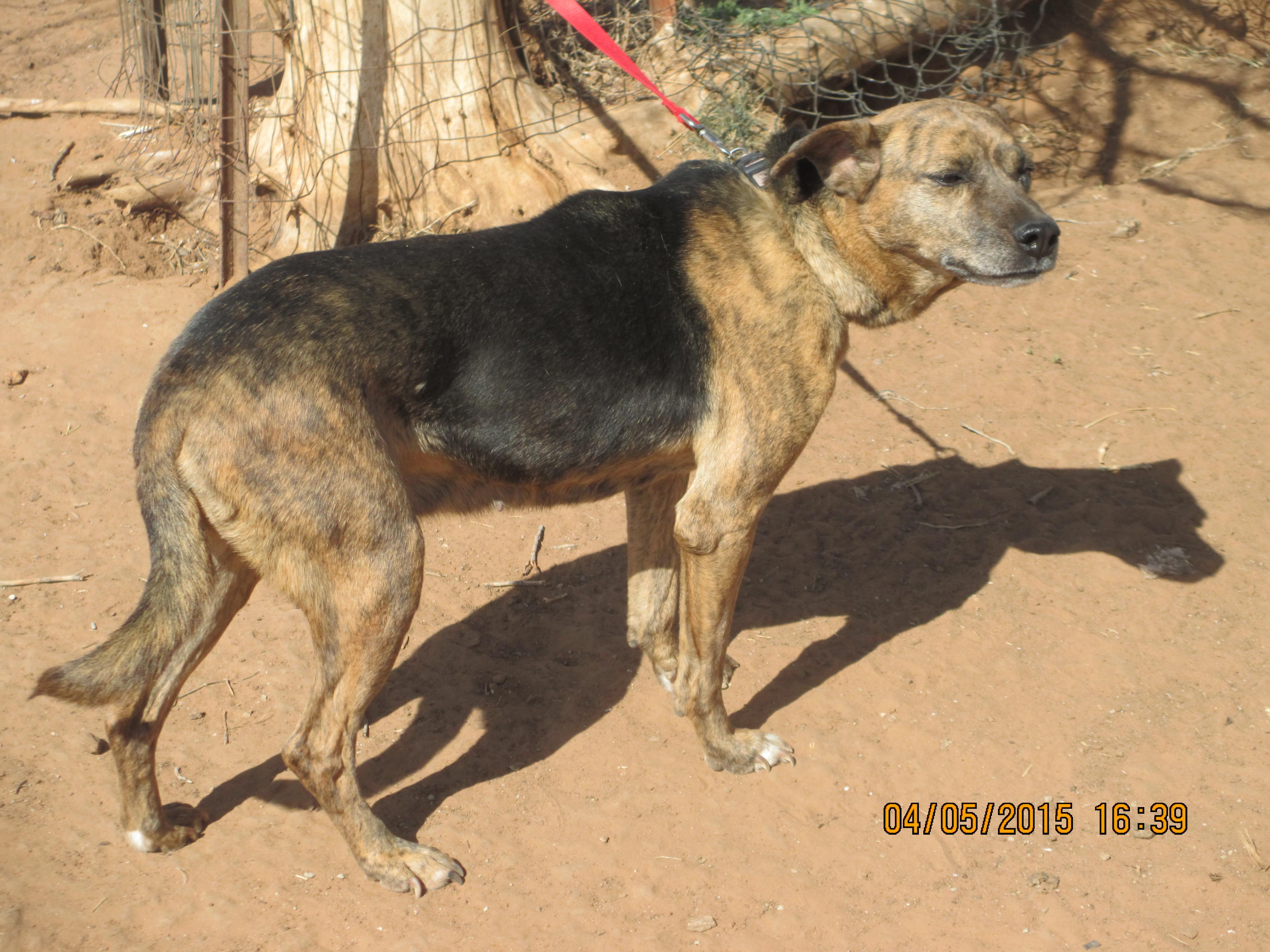 Peanutbutter, a Adoptable mixed breed in Anton, TX image 3/6