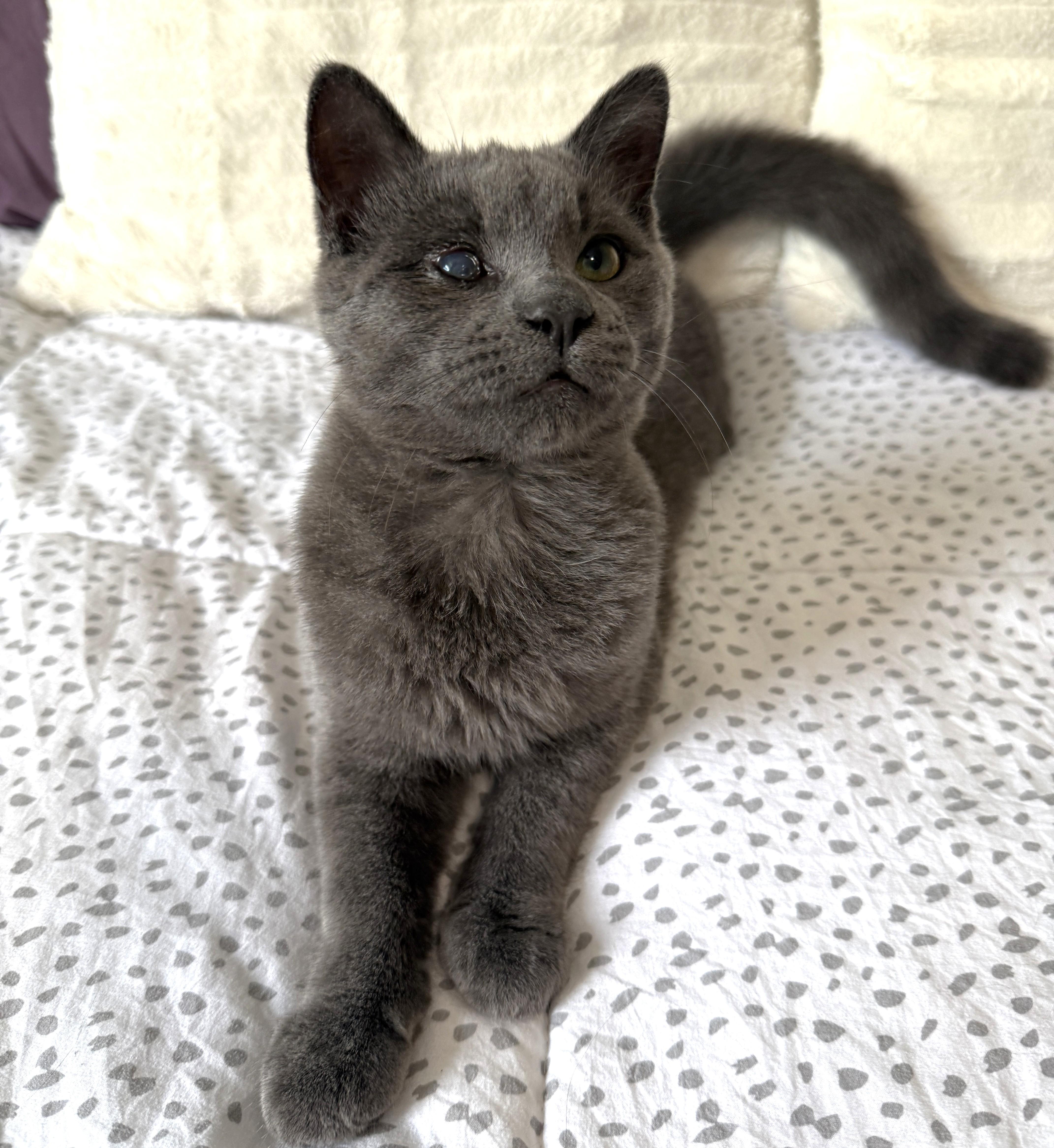 Enlarge Smokes, a Adoptable Domestic Short Hair in Stoney Creek, ON image 3/6