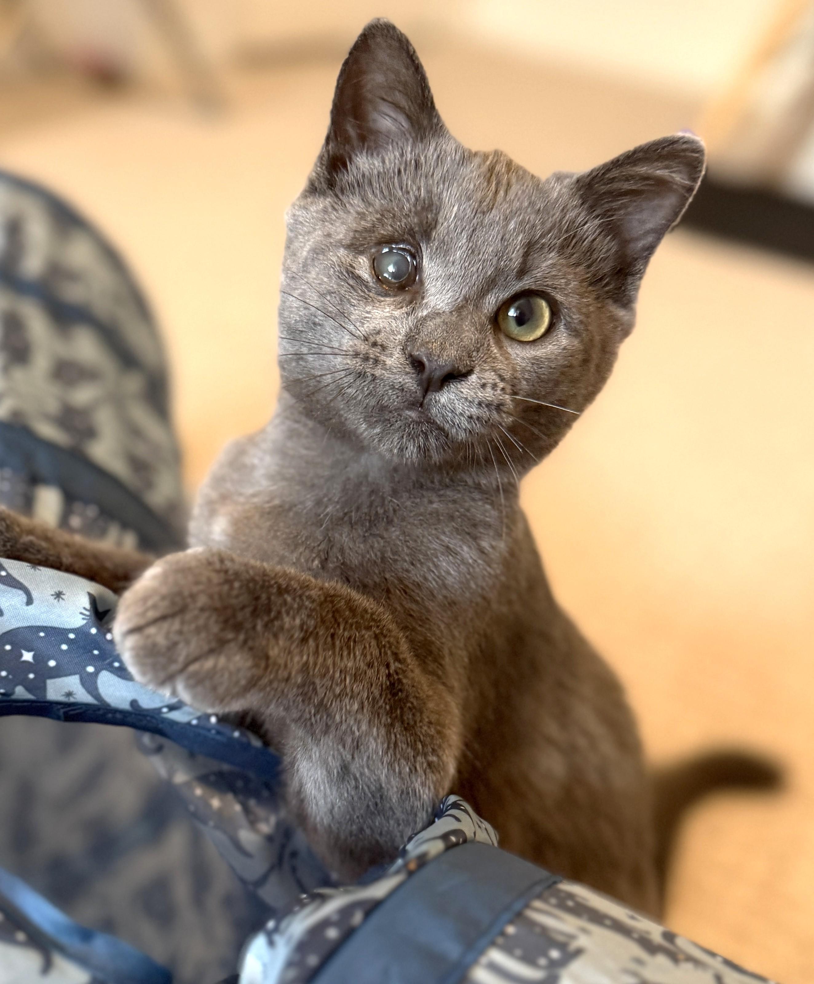 Enlarge Smokes, a Adoptable Domestic Short Hair in Stoney Creek, ON image 4/6