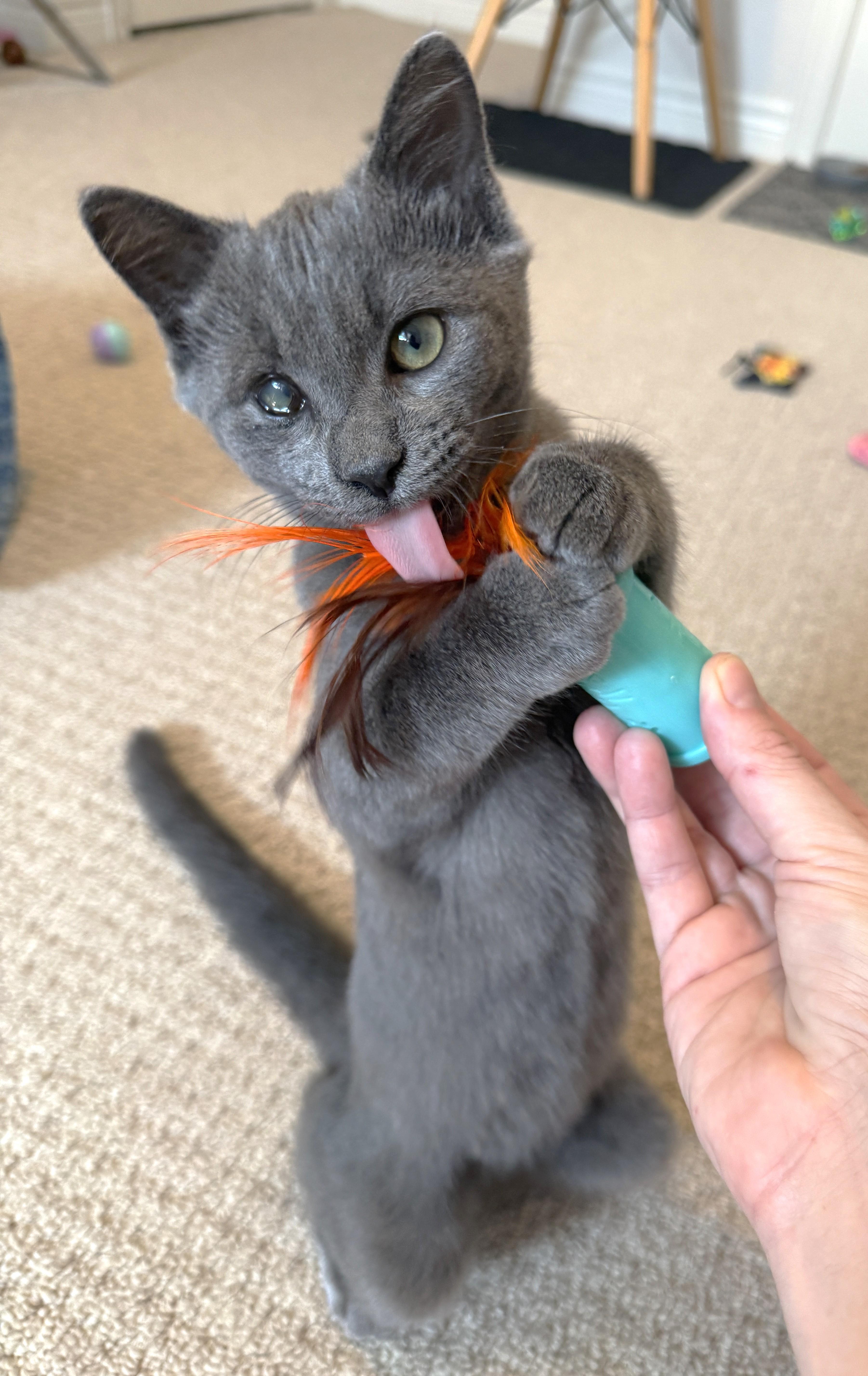 Enlarge Smokes, a Adoptable Domestic Short Hair in Stoney Creek, ON image 1/6