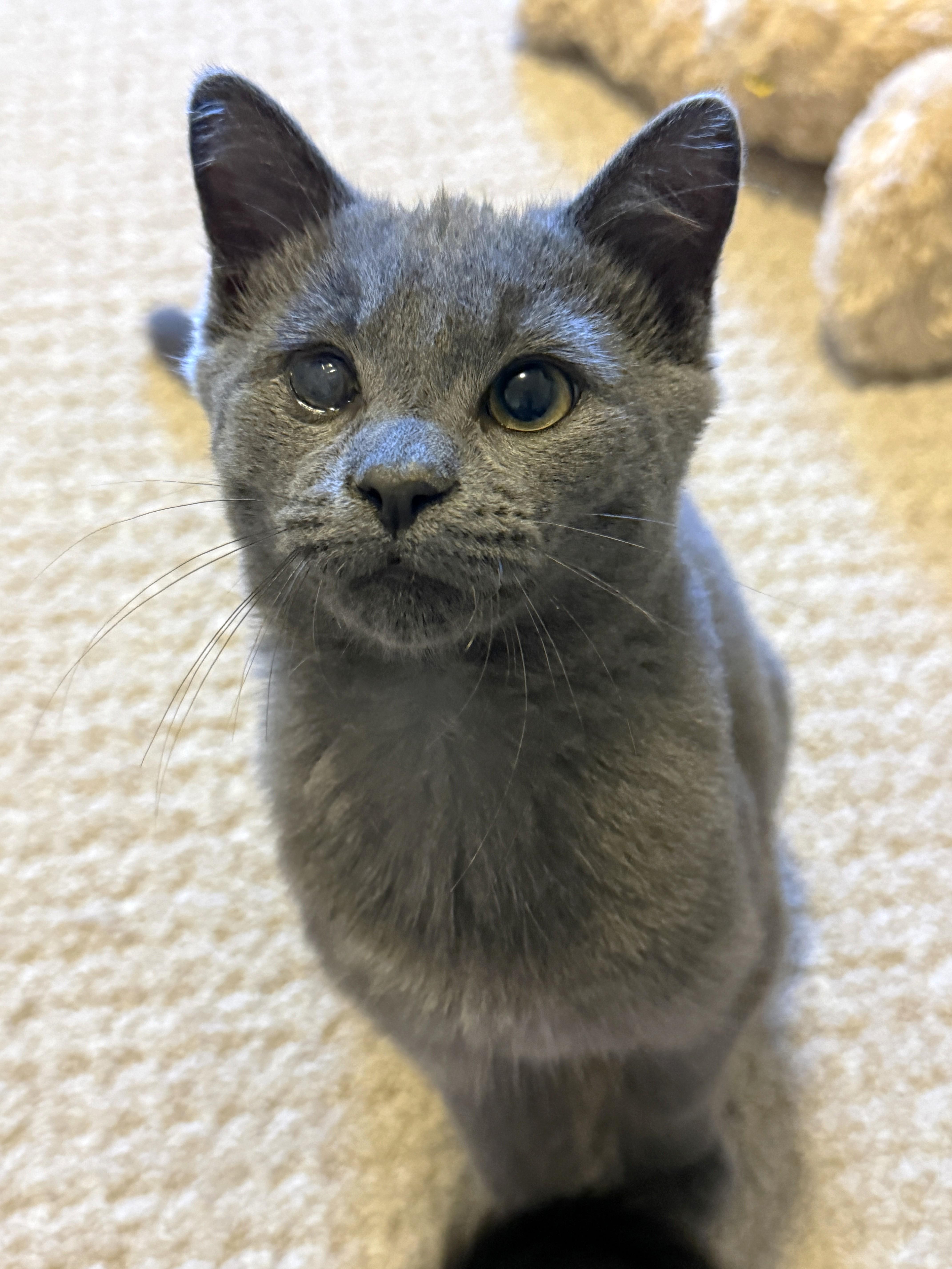 Enlarge Smokes, a Adoptable Domestic Short Hair in Stoney Creek, ON image 6/6