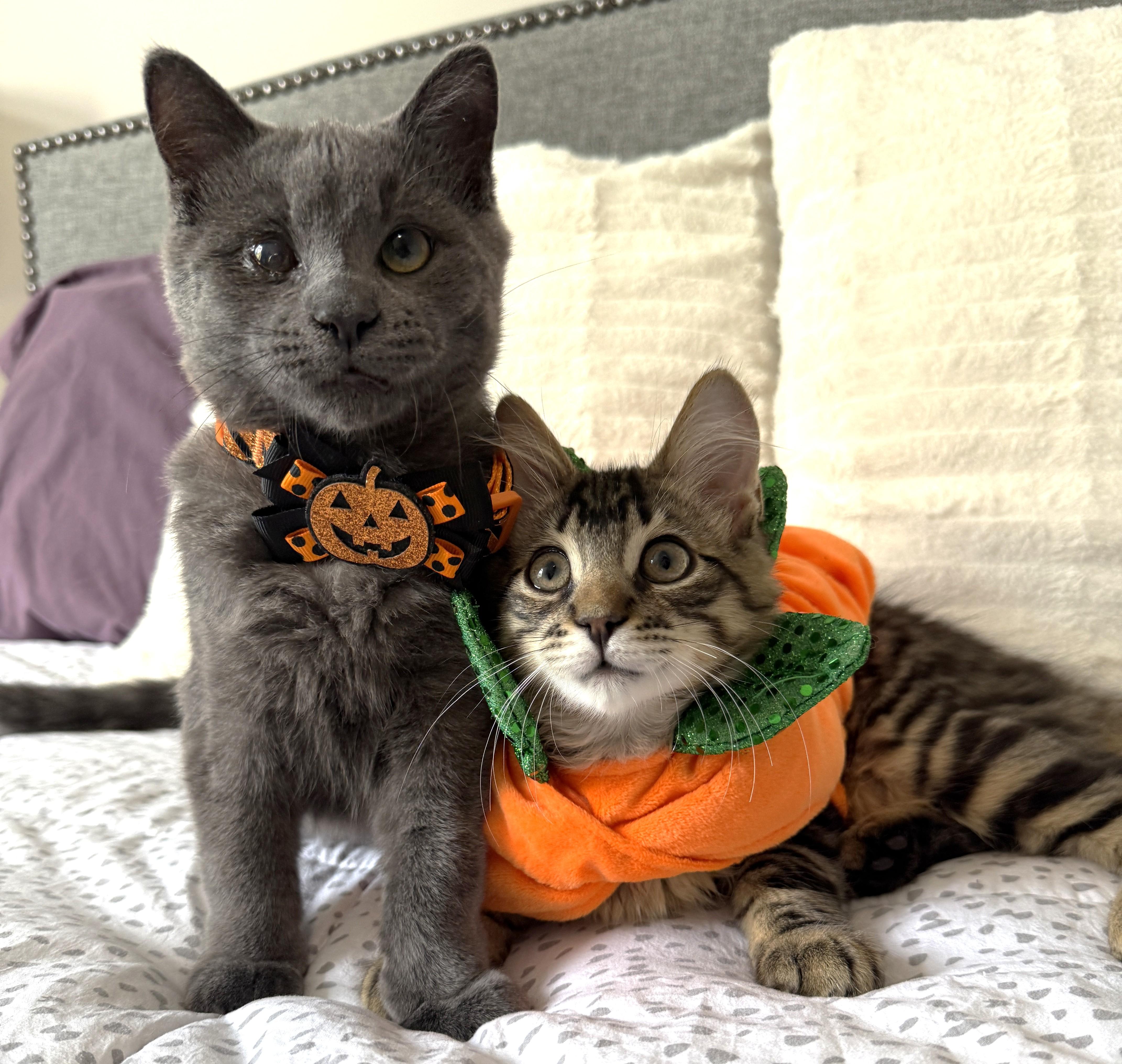Enlarge Smokes, a Adoptable Domestic Short Hair in Stoney Creek, ON image 5/6