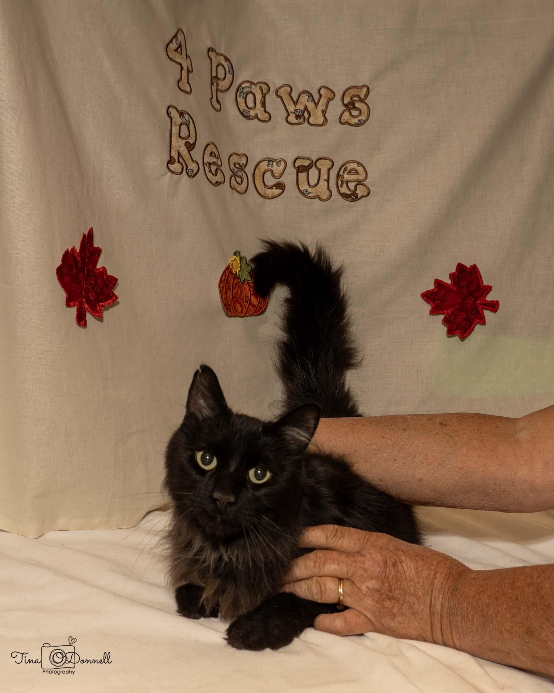 Link, Adopted, Adult Male Domestic Long Hair.