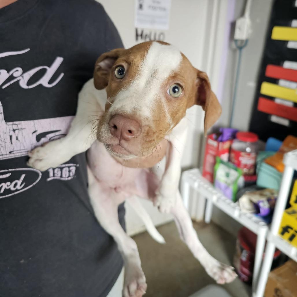 Enlarge TNGC-Stray-1241, a Adoptable Mixed Breed in Pulaski, TN image 1/1