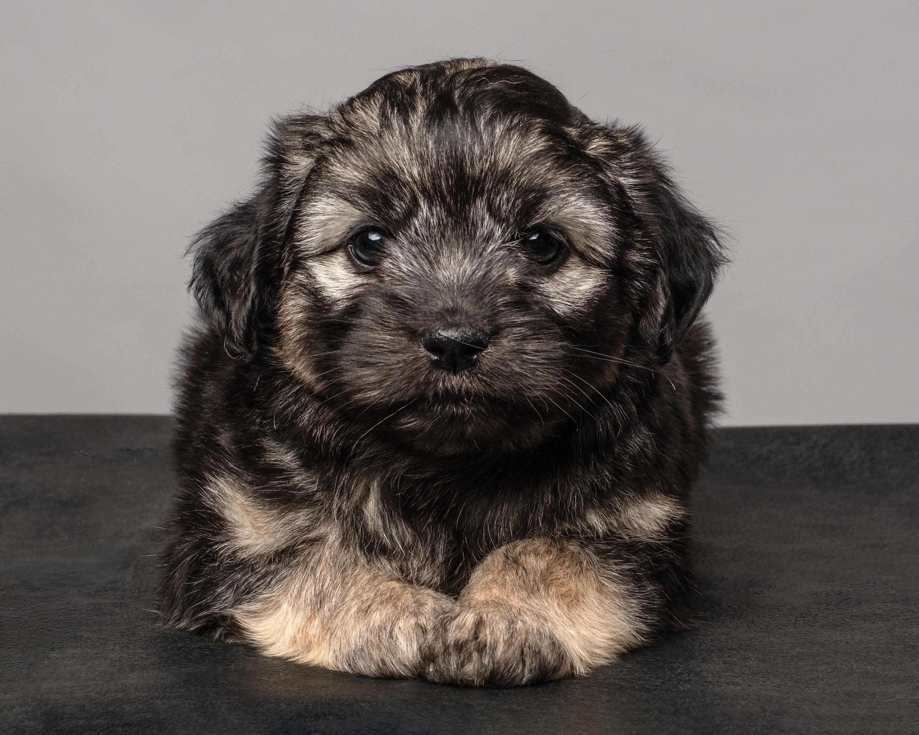 Enlarge Sophie , a Adoptable mixed breed in Aiken, SC image 2/2