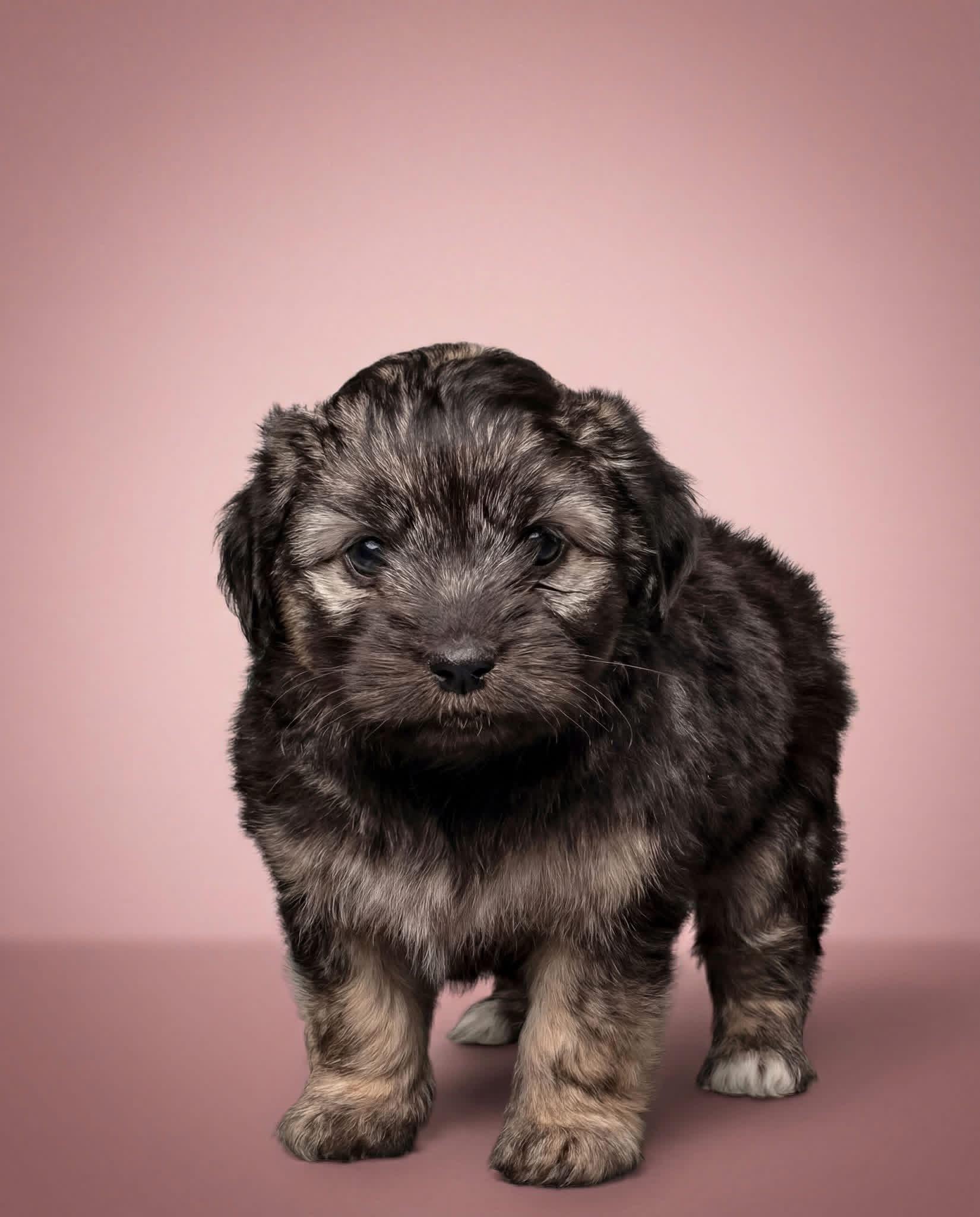 Sophie , Adoptable, Puppy Female Coton de Tulear & Terrier.