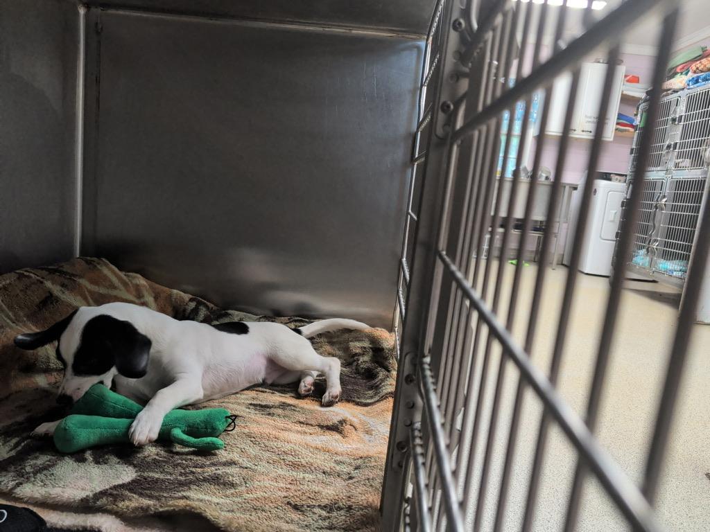 Enlarge Zippy (in foster), a ADOPTABLE mixed breed in Petersburg, VA image 5/6