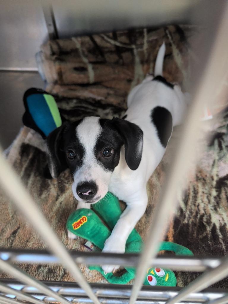 Enlarge Zippy (in foster), a ADOPTABLE mixed breed in Petersburg, VA image 4/6