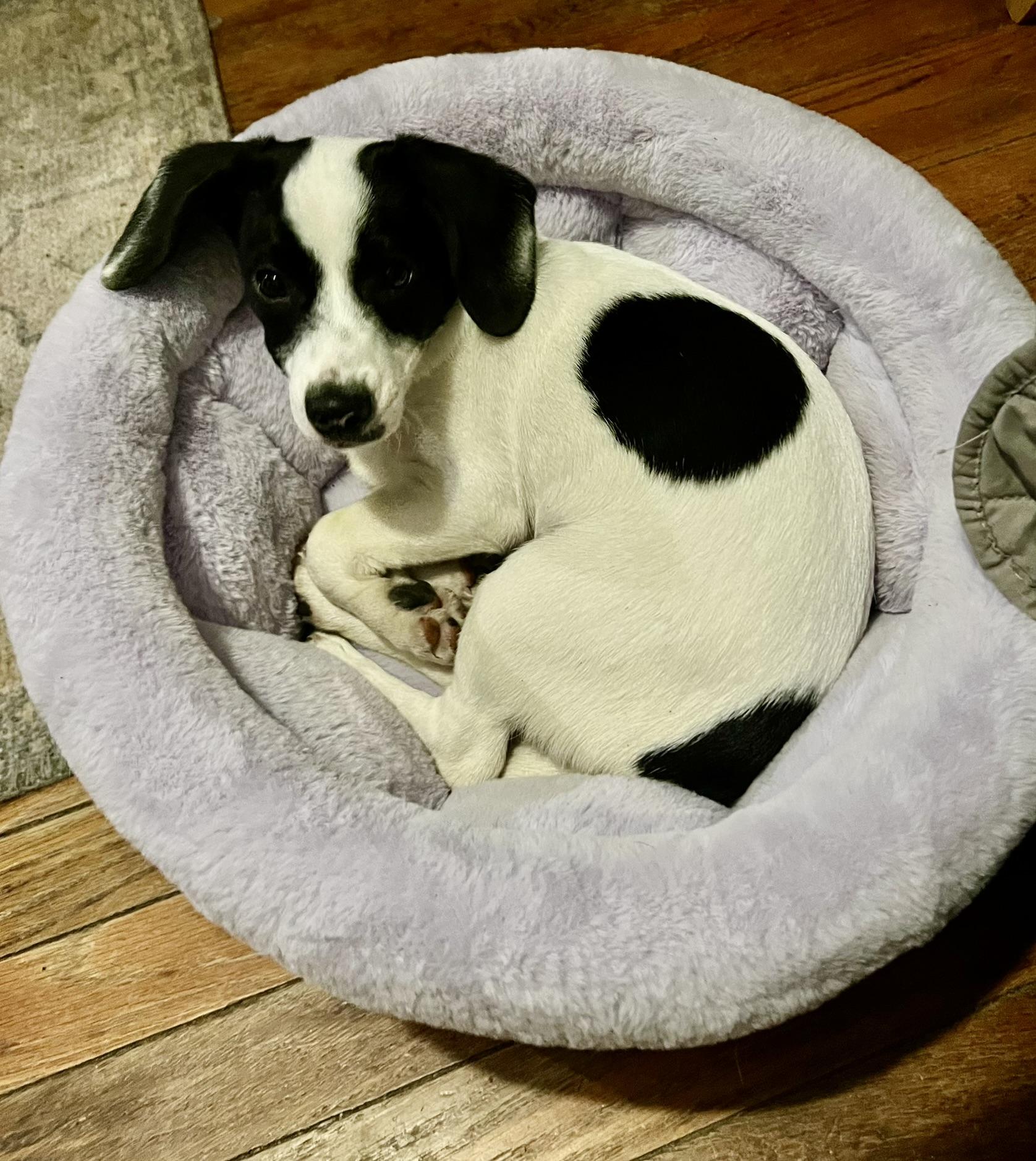 Enlarge Zippy (in foster), a ADOPTABLE mixed breed in Petersburg, VA image 2/6