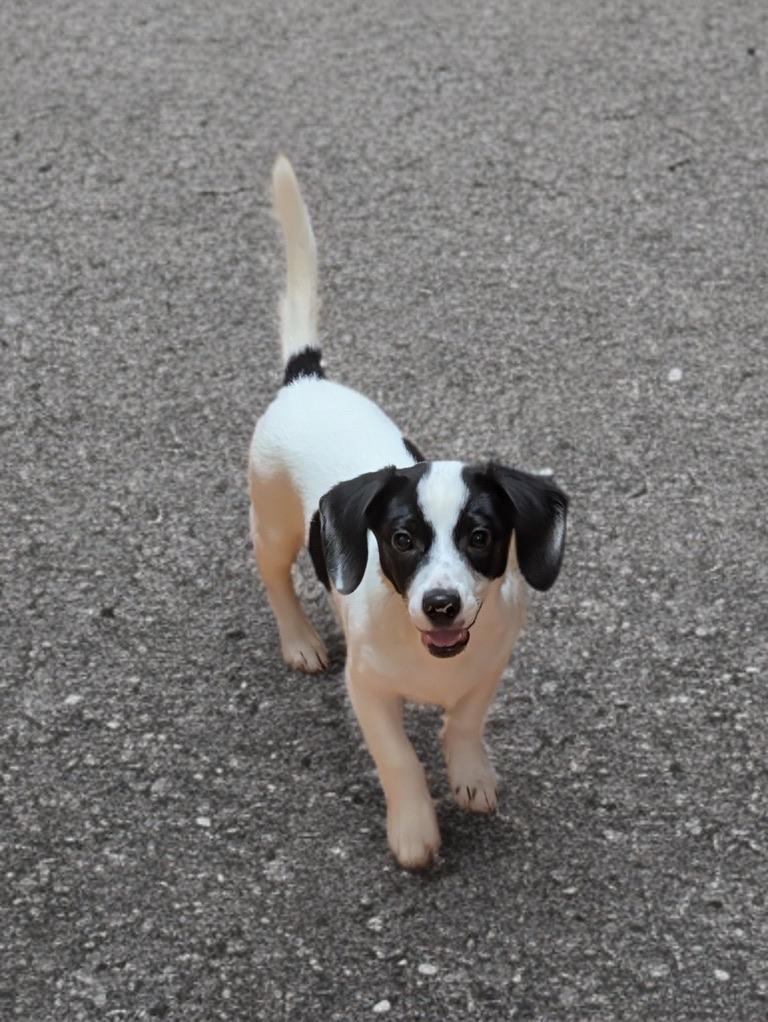 Enlarge Zippy (in foster), a ADOPTABLE mixed breed in Petersburg, VA image 3/6