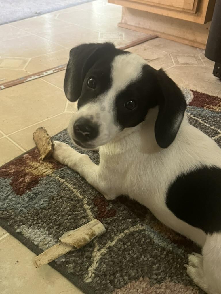 Zippy (in foster), ADOPTABLE, Puppy Male Beagle & Dachshund.