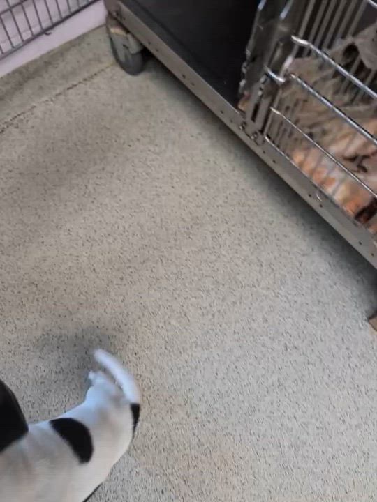 Enlarge Zippy (in foster), a ADOPTABLE mixed breed in Petersburg, VA video 6/6