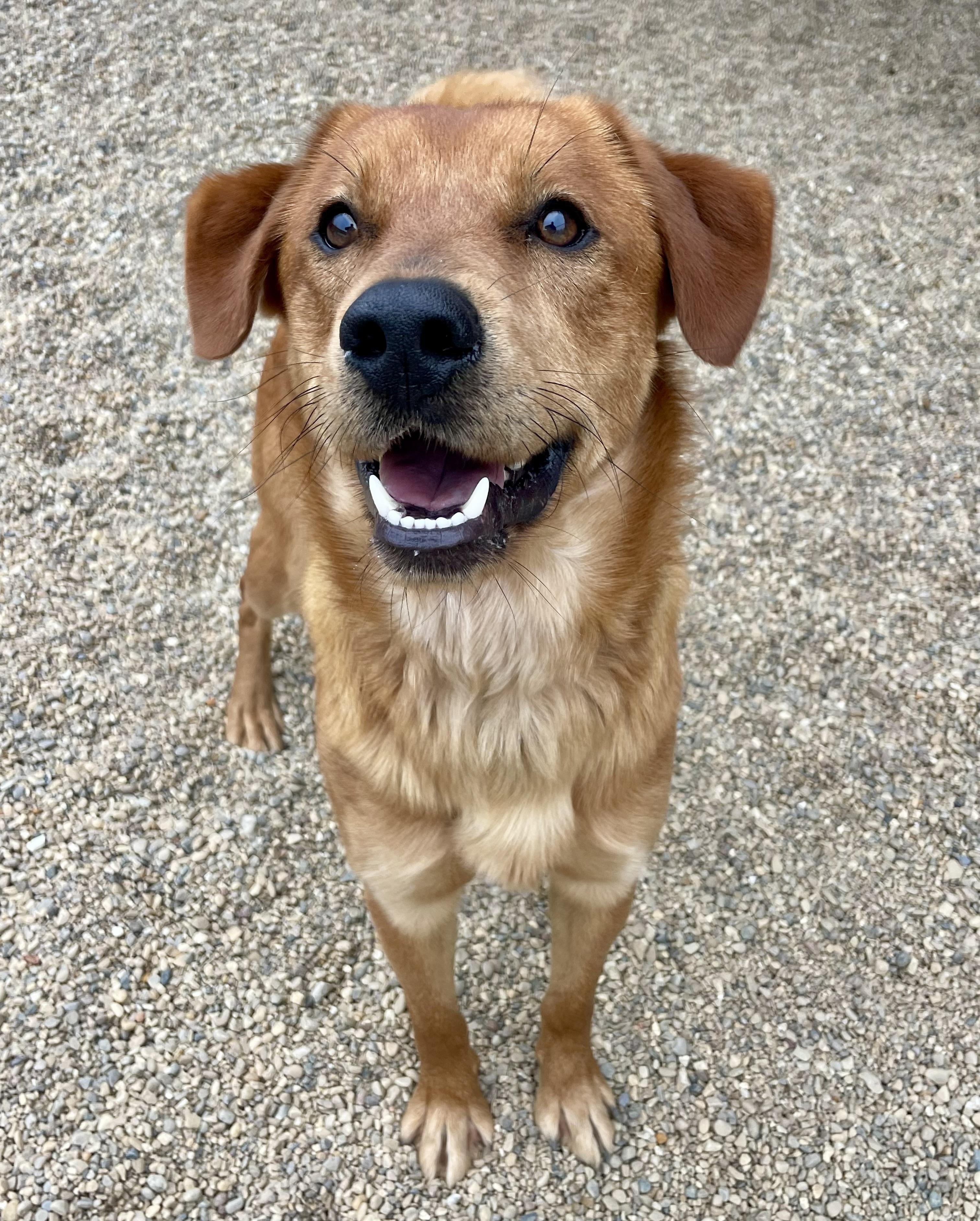 Enlarge Prince, an adopted mixed breed in Lacon, IL image 2/4