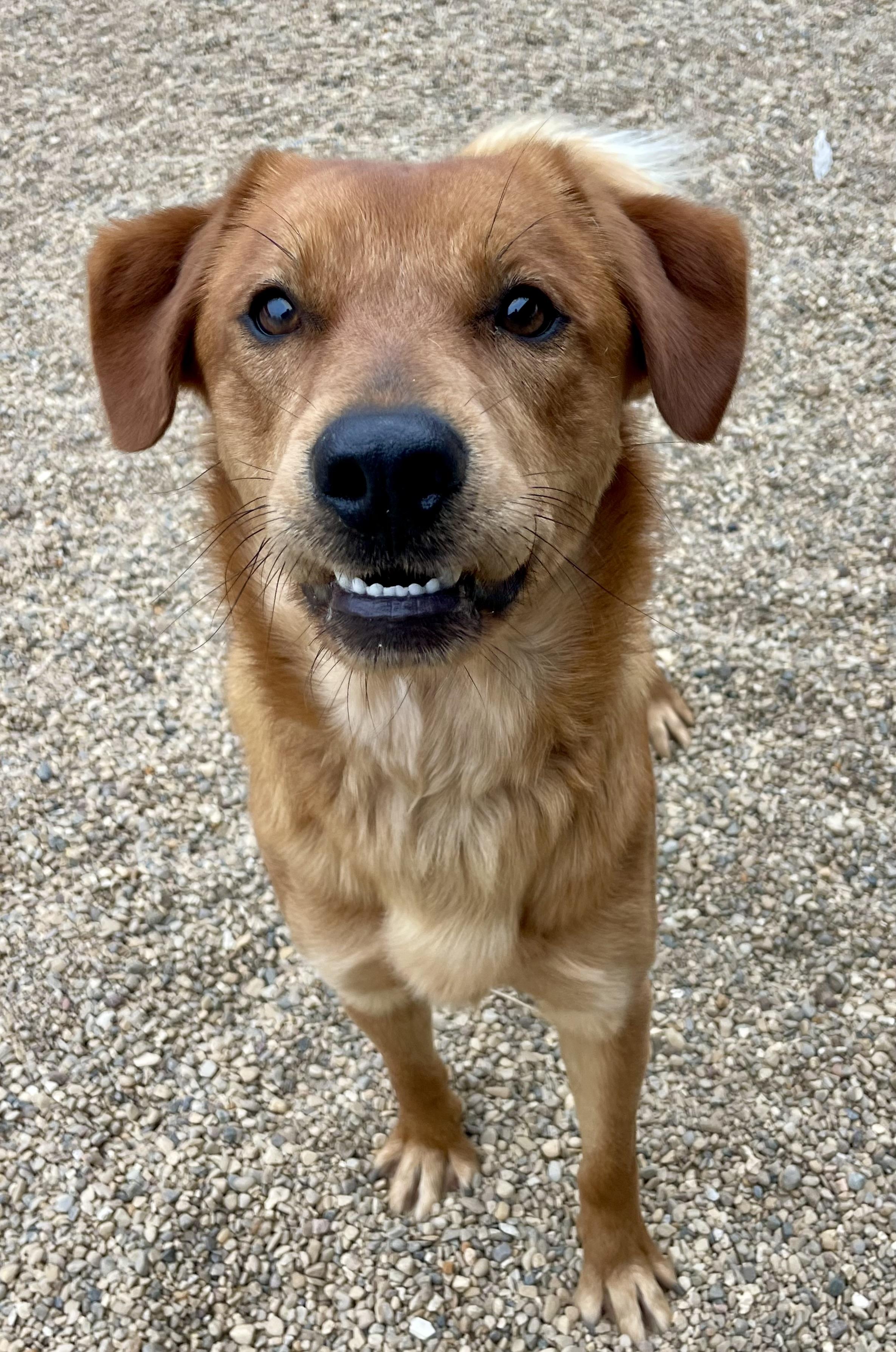 Enlarge Prince, an adopted mixed breed in Lacon, IL image 3/4