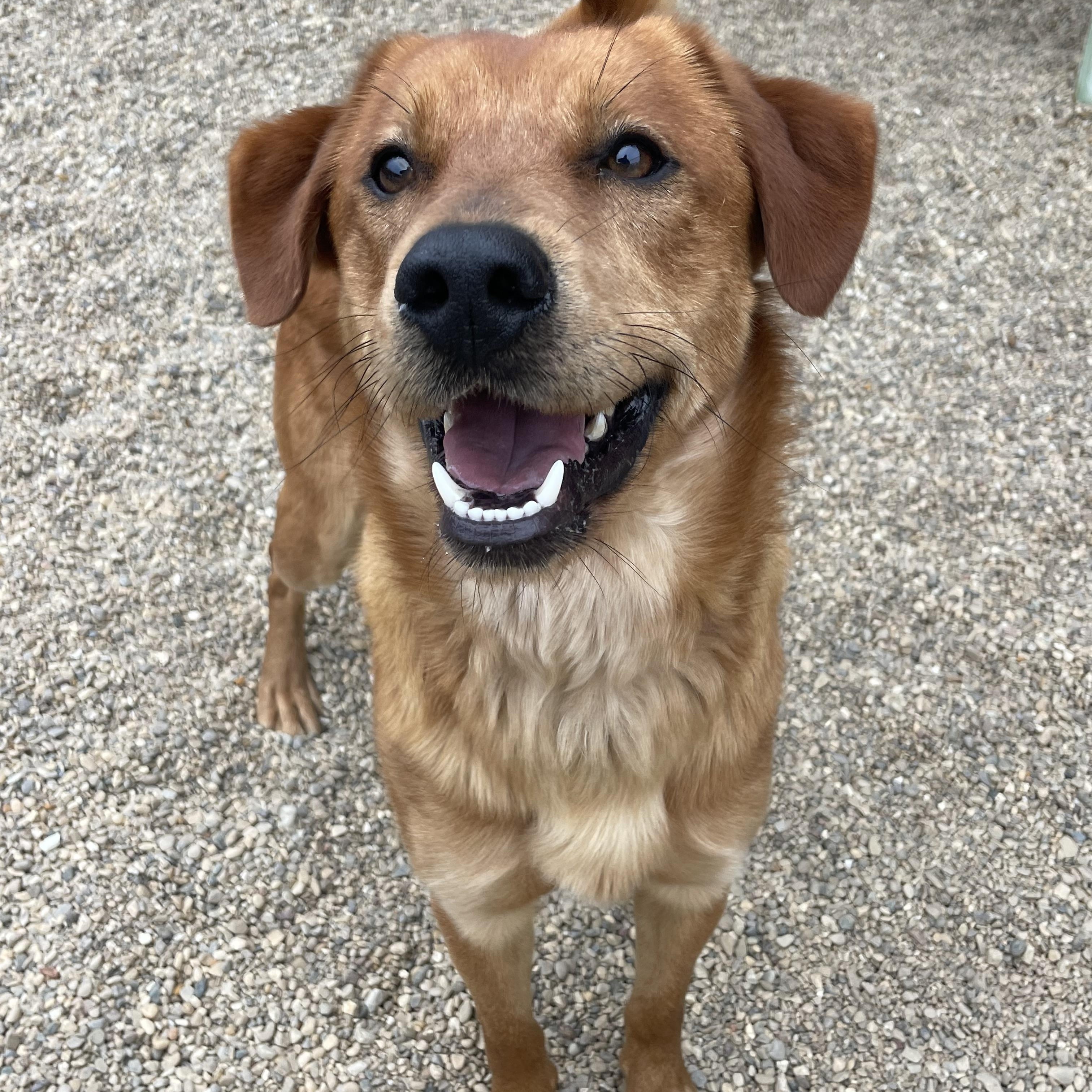 Enlarge Prince, an adopted mixed breed in Lacon, IL image 4/4