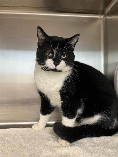 LUMON, Adoptable, Young Male Domestic Short Hair.