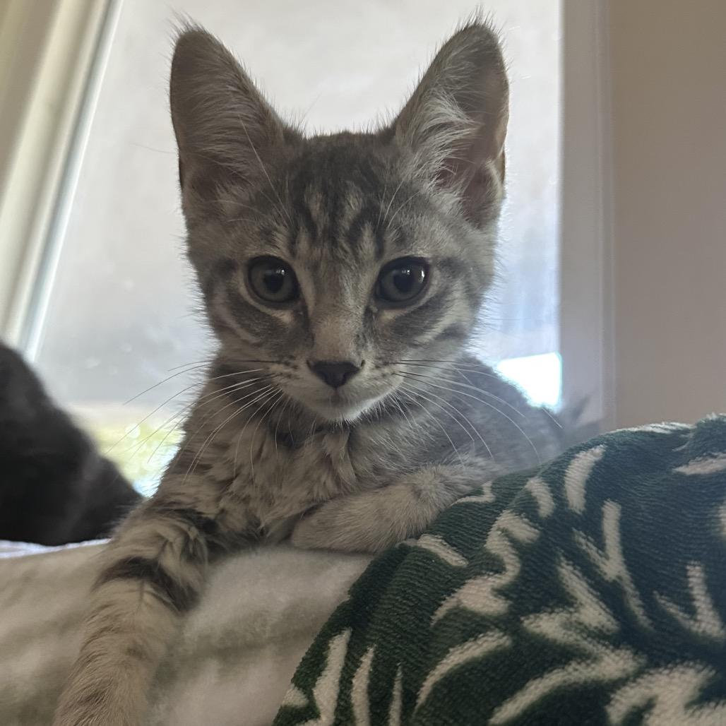 Mermaid, Adoptable, Kitten Female Domestic Medium Hair & Domestic Short Hair.