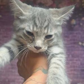 Enlarge Mermaid, a Adoptable mixed breed in Fort Collins, CO image 2/2