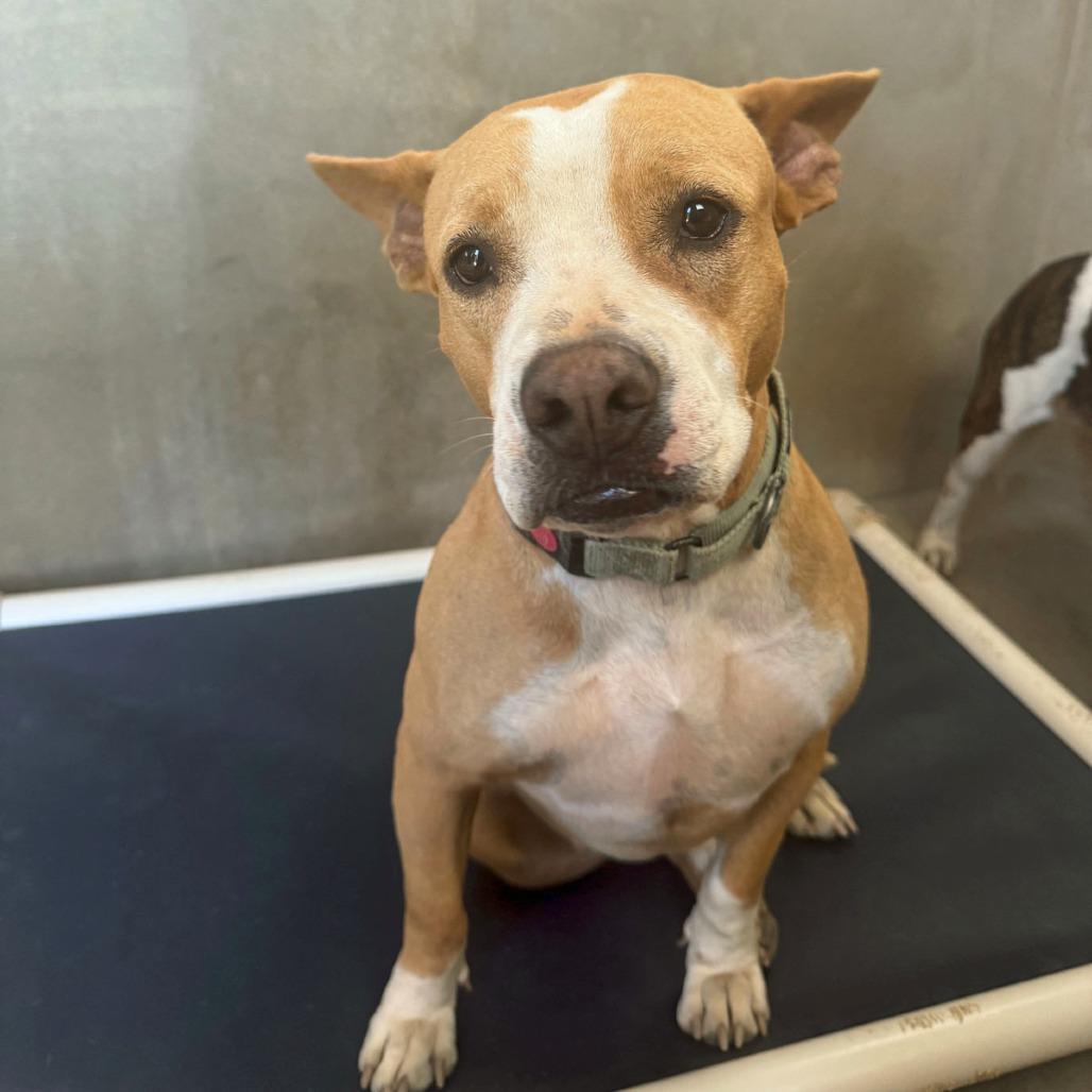 Enlarge Africa, a Adoptable mixed breed in Morristown, NJ image 1/4