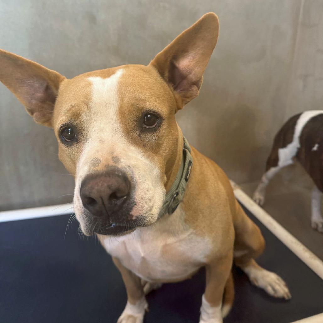 Enlarge Africa, a Adoptable mixed breed in Morristown, NJ image 2/4