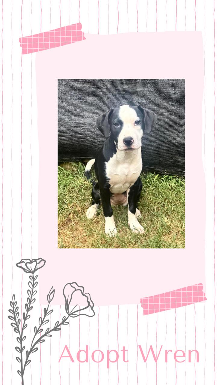 Enlarge Wren, a Adoptable mixed breed in Richmond , VA image 2/5