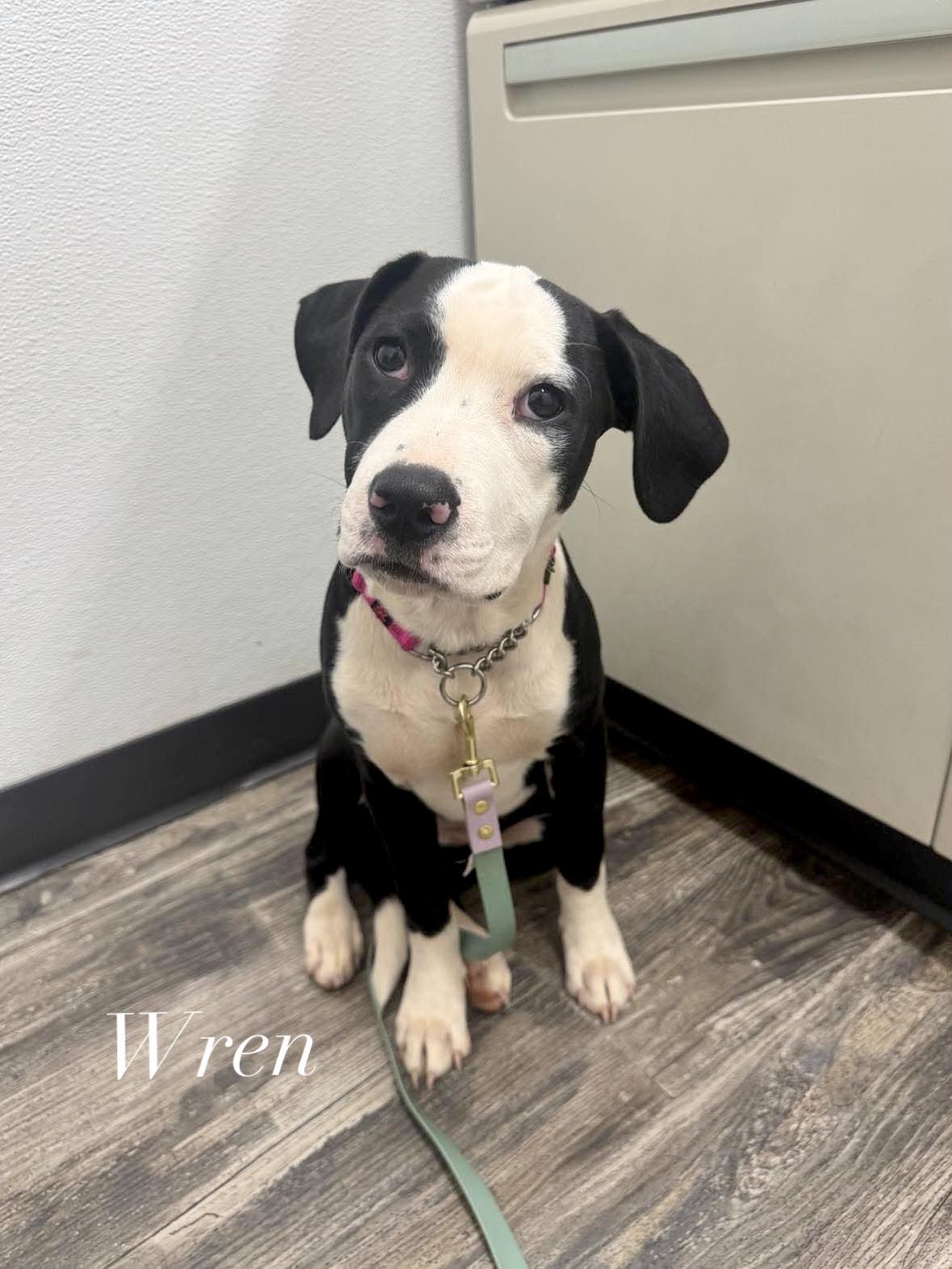 Wren, Adoptable, Puppy Female American Staffordshire Terrier.