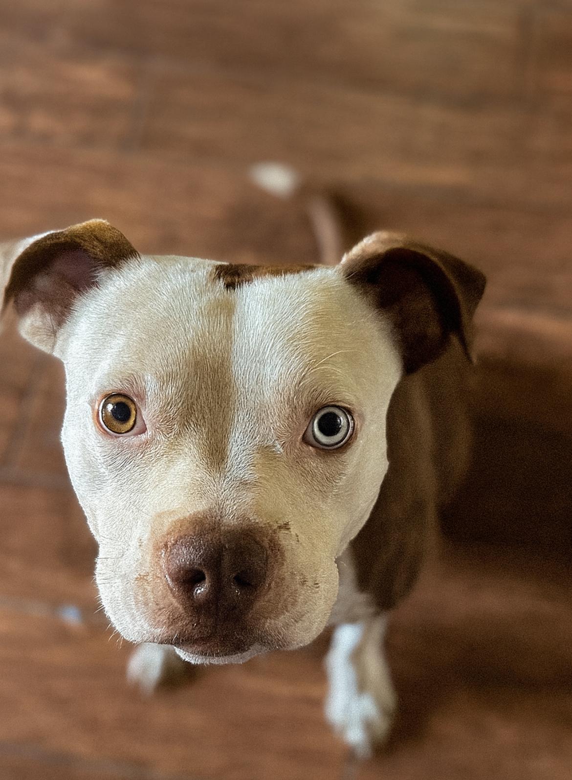 Orion FosterHome A460112