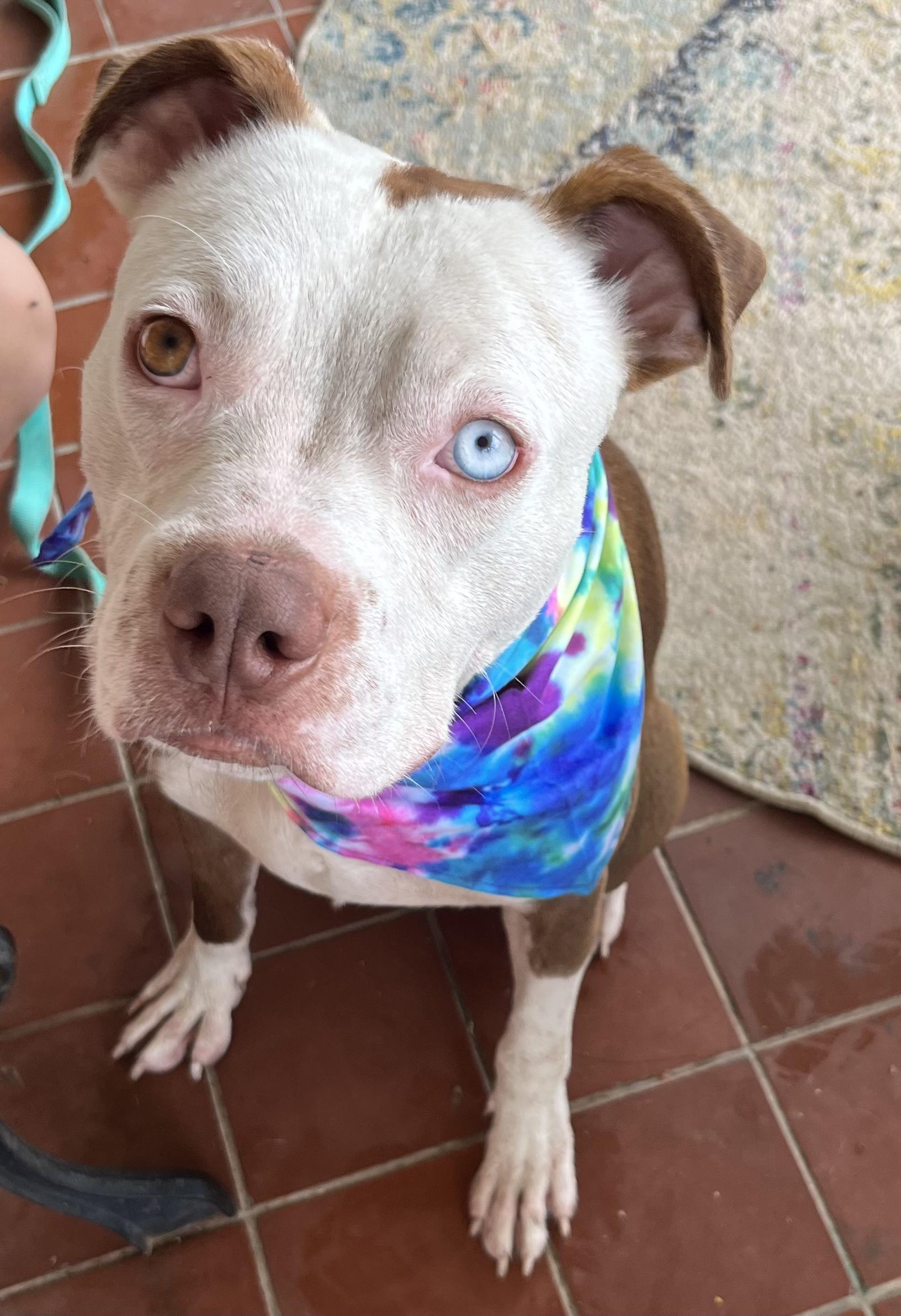 Orion FosterHome A460112