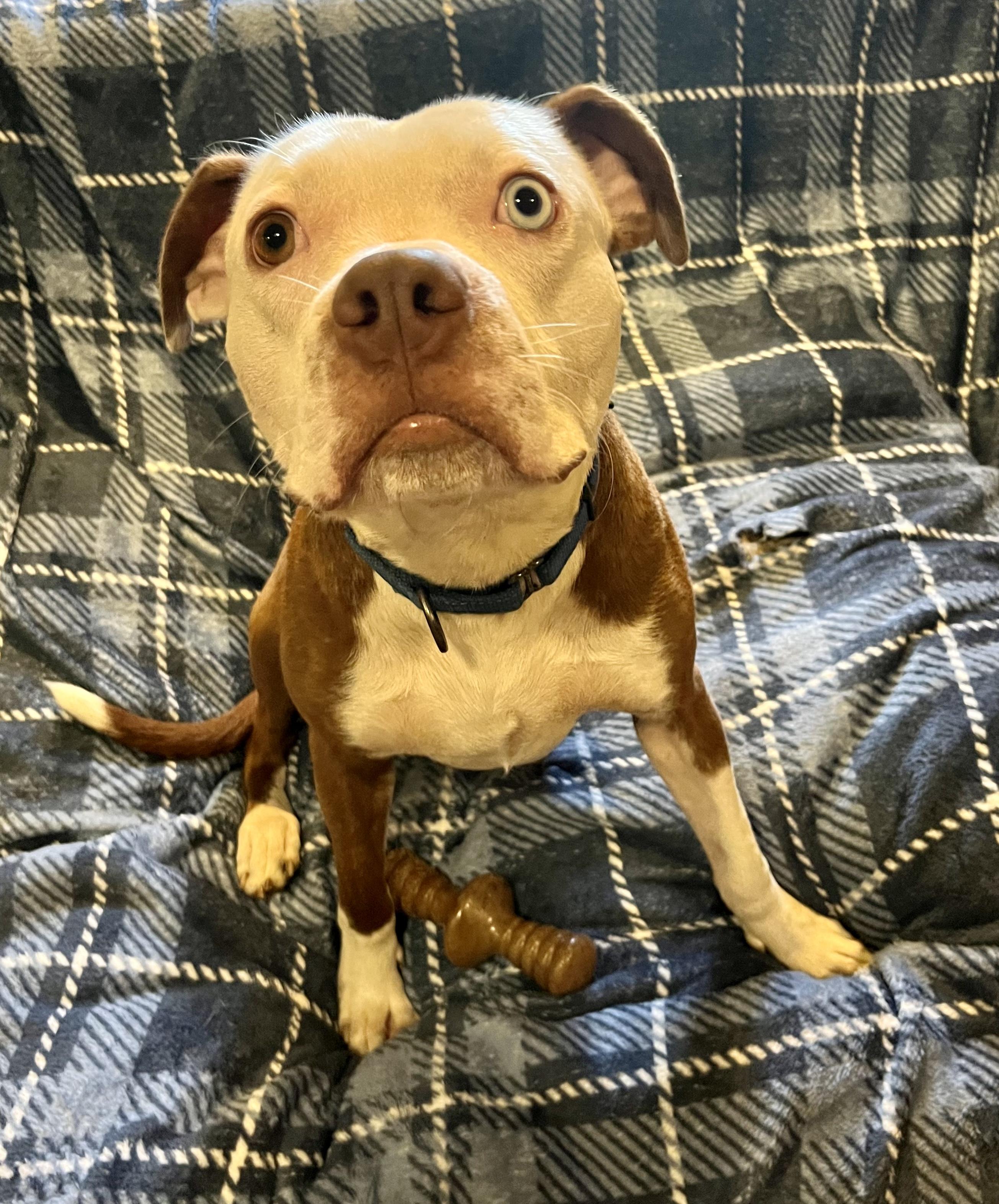 Orion FosterHome A460112