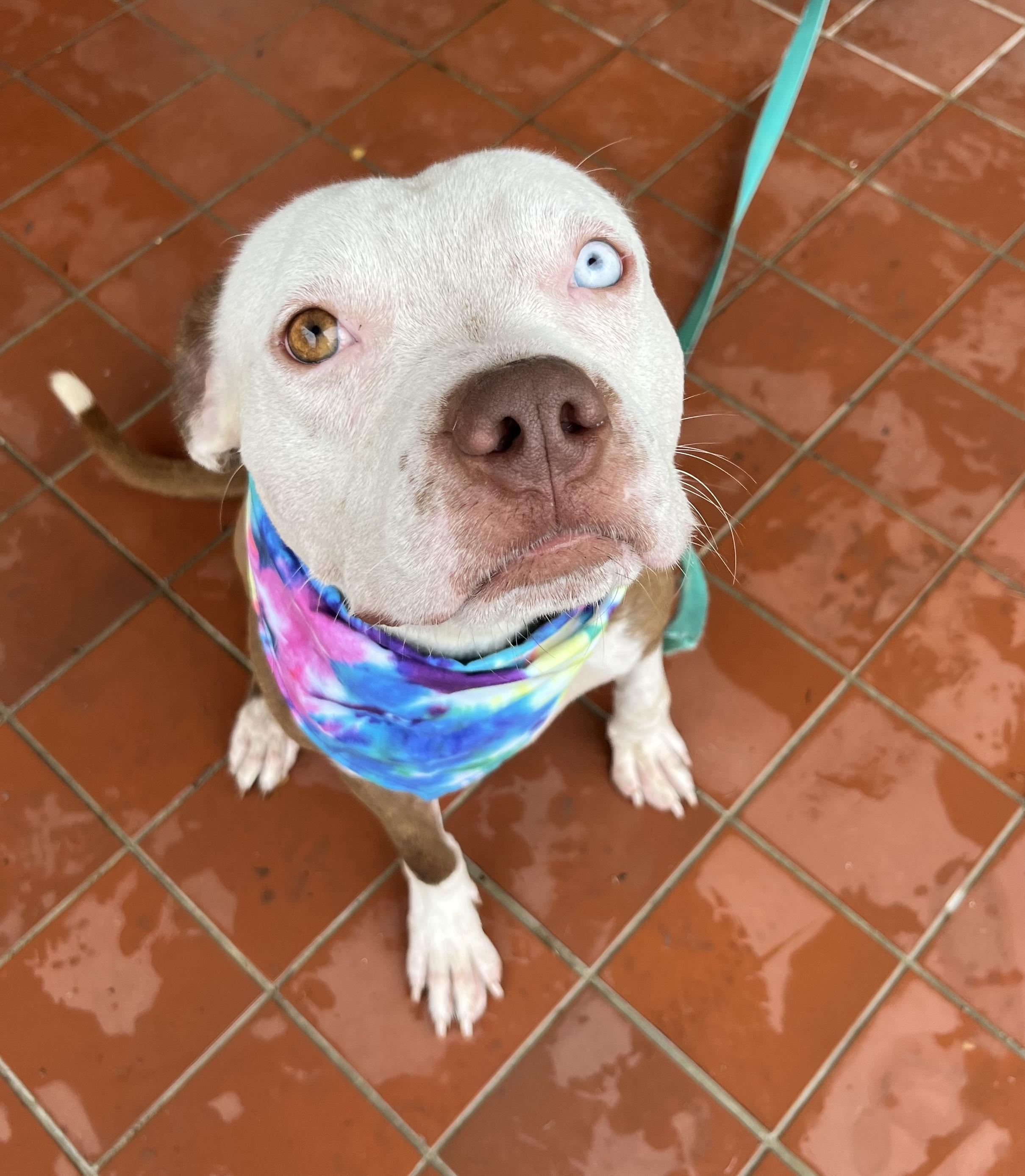 Orion FosterHome A460112