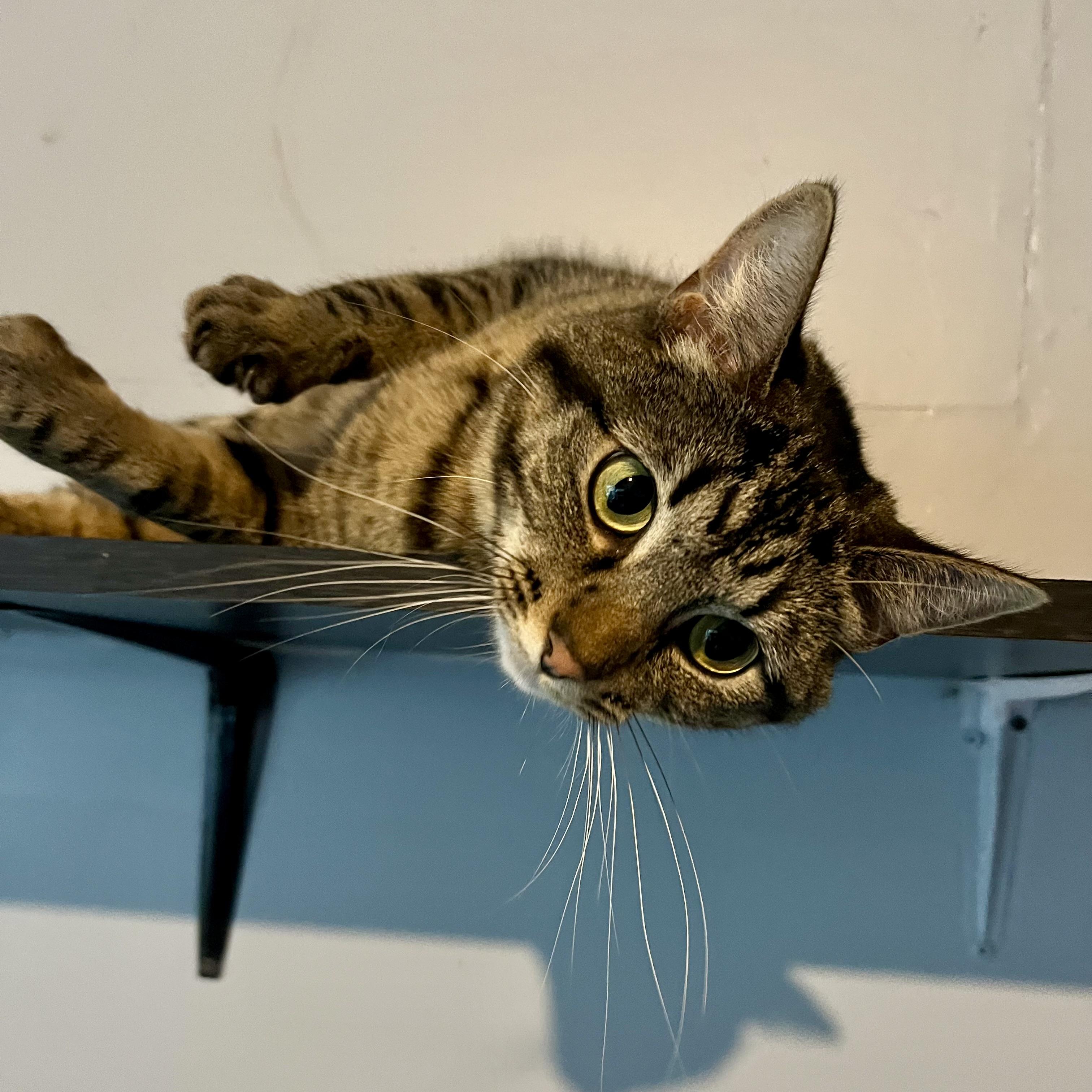 Belle, a Adoptable Domestic Short Hair in Lake Geneva, WI image 5/6