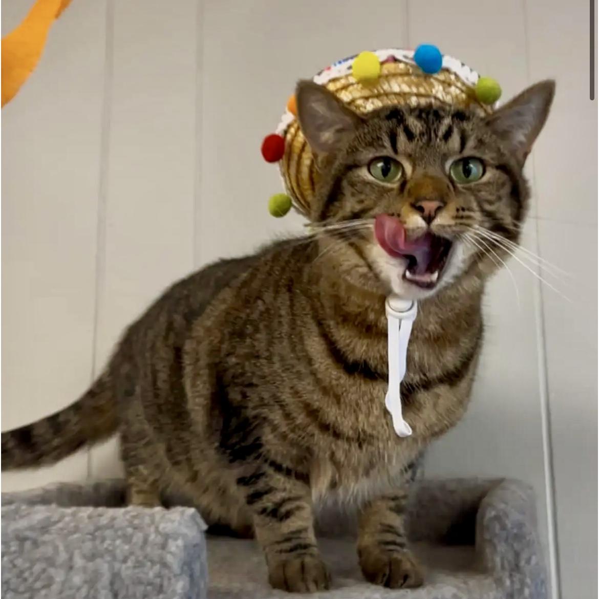 Belle, a Adoptable Domestic Short Hair in Lake Geneva, WI image 2/6