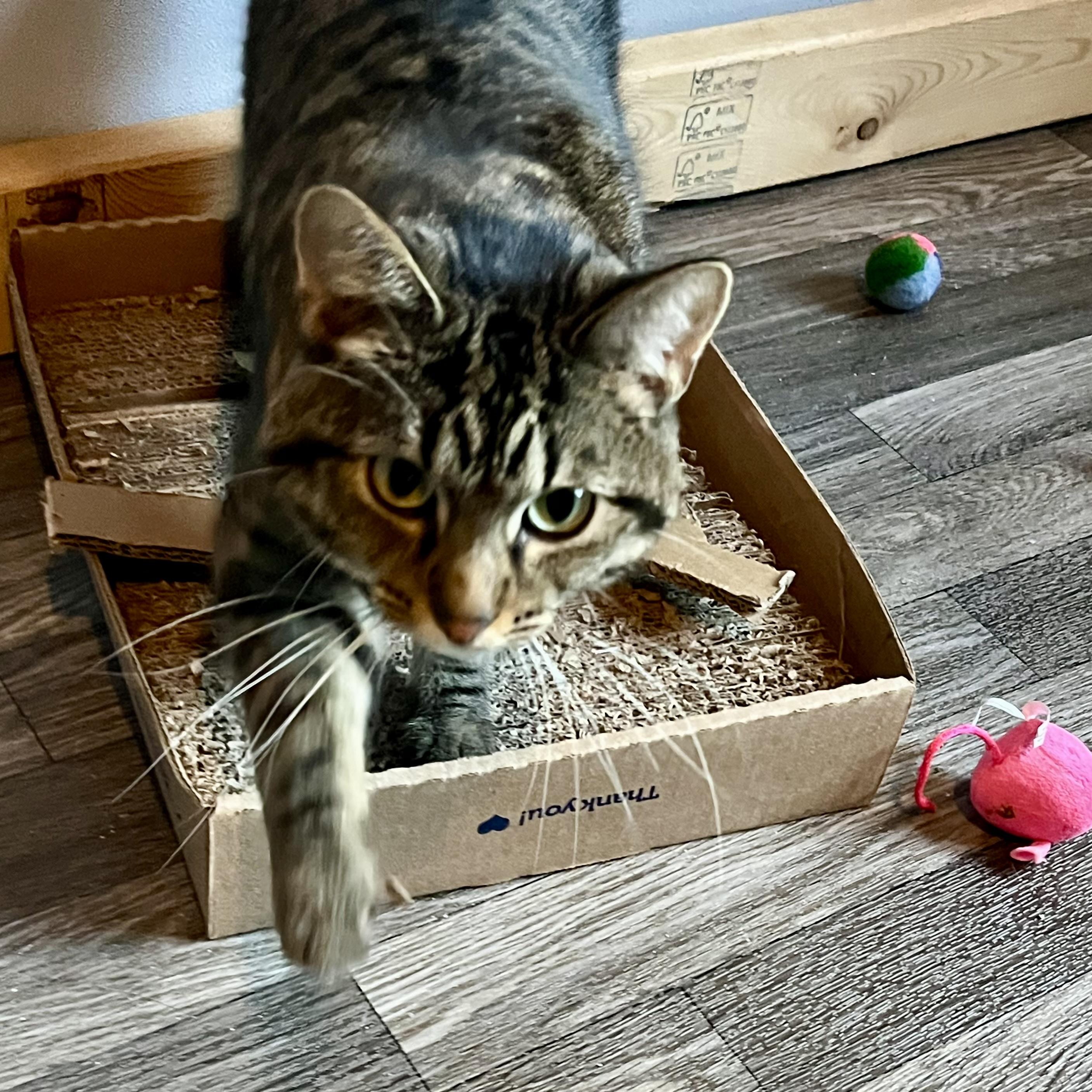 Belle, a Adoptable Domestic Short Hair in Lake Geneva, WI image 3/6