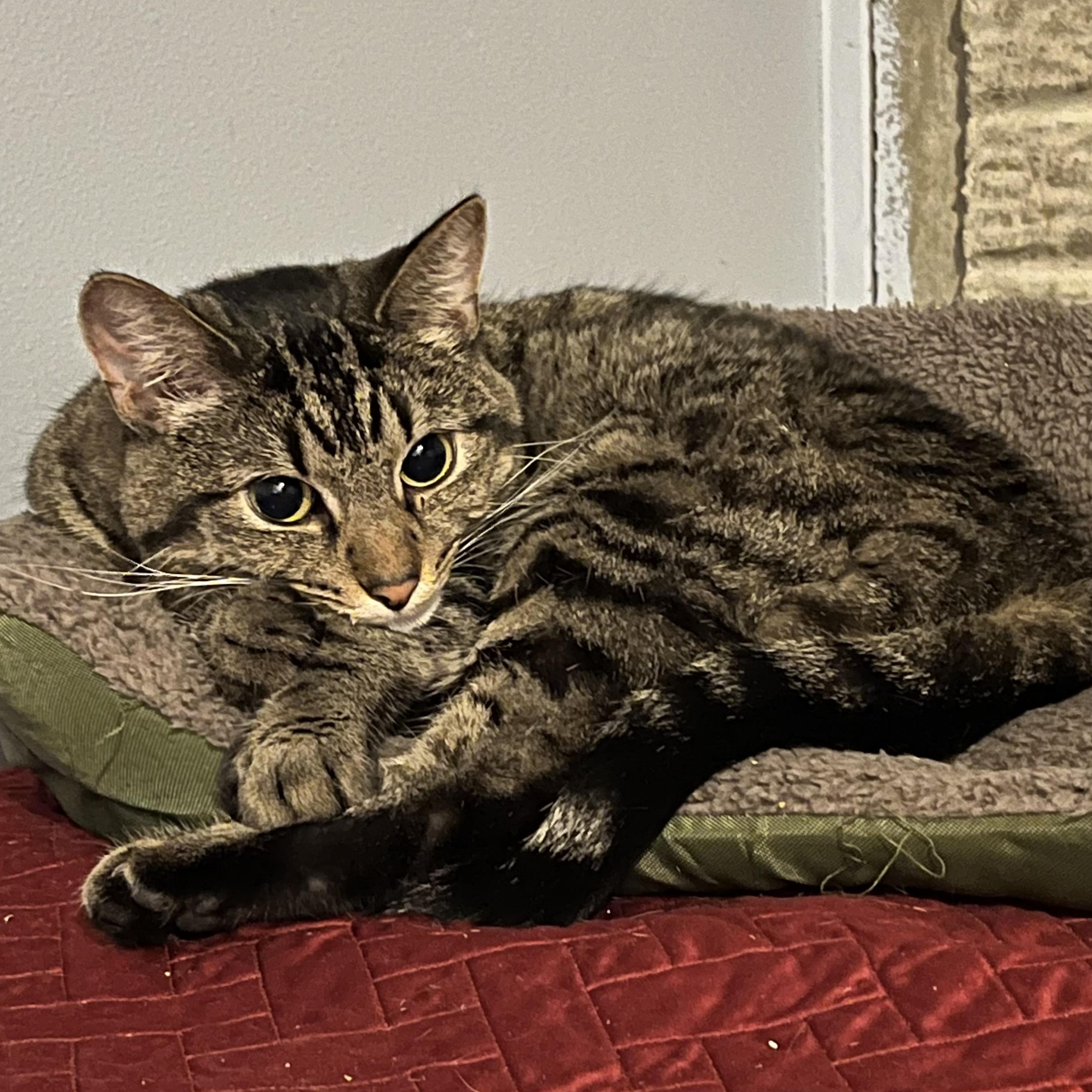 Belle, Adoptable, Adult Female Domestic Short Hair.