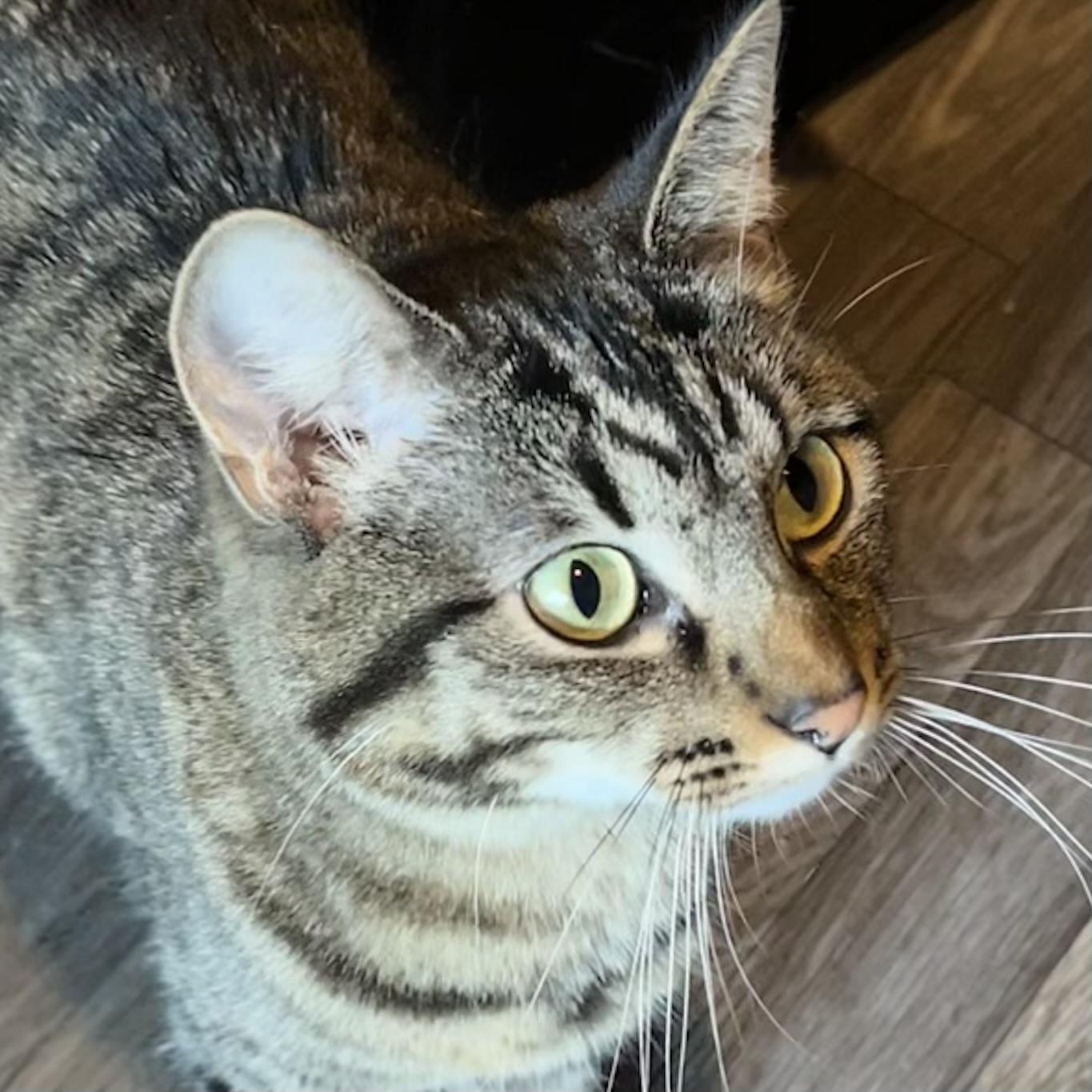 Belle, a Adoptable Domestic Short Hair in Lake Geneva, WI image 6/6