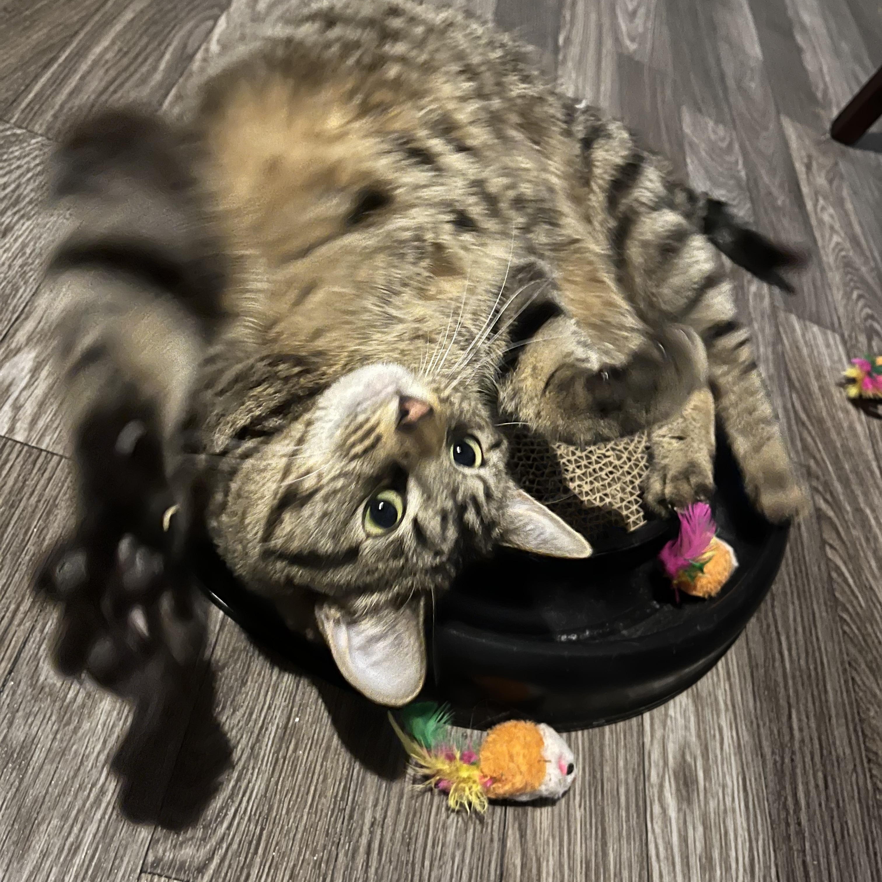 Enlarge Belle, a Adoptable Domestic Short Hair in Lake Geneva, WI image 6/6