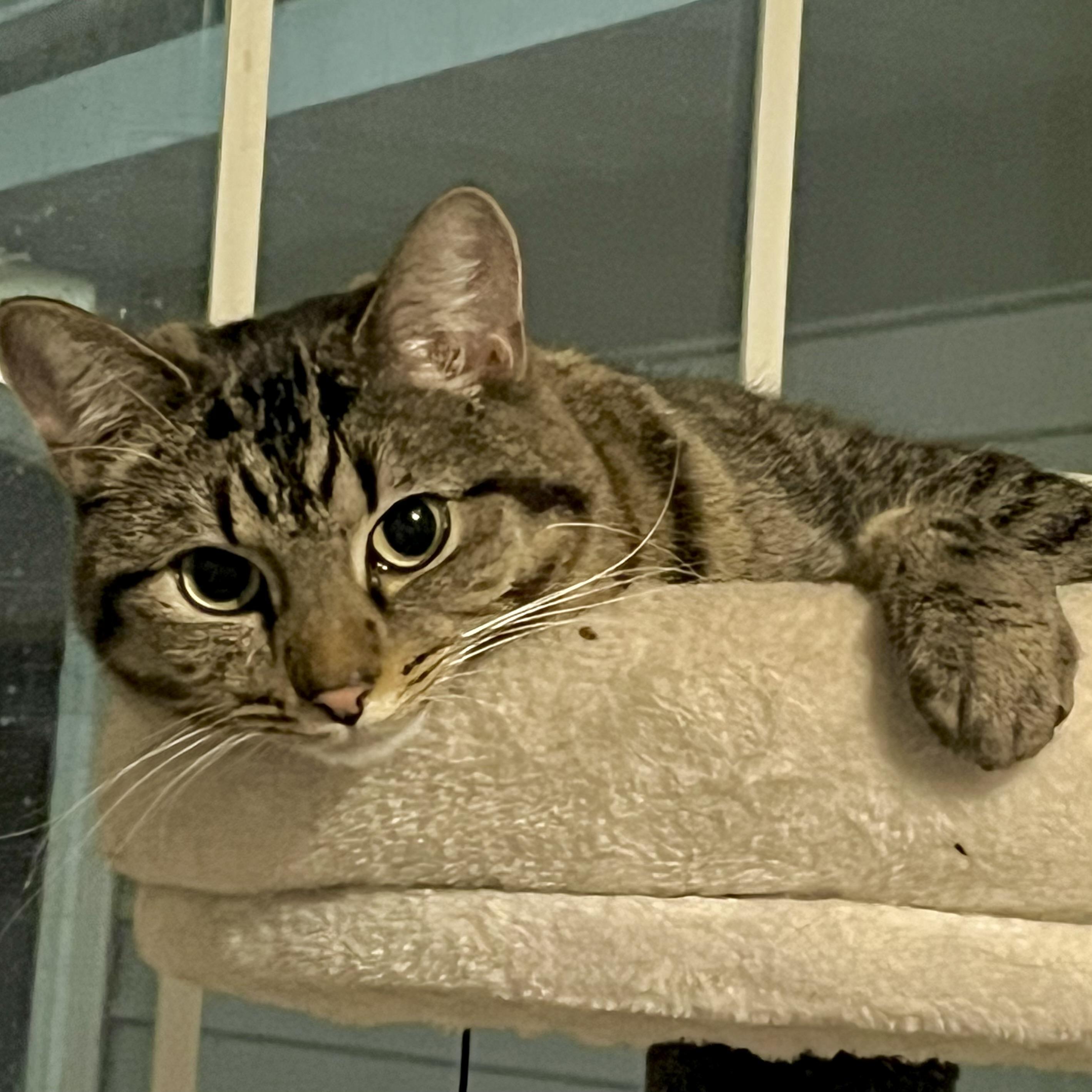 Belle, Adoptable, Adult Female Domestic Short Hair.