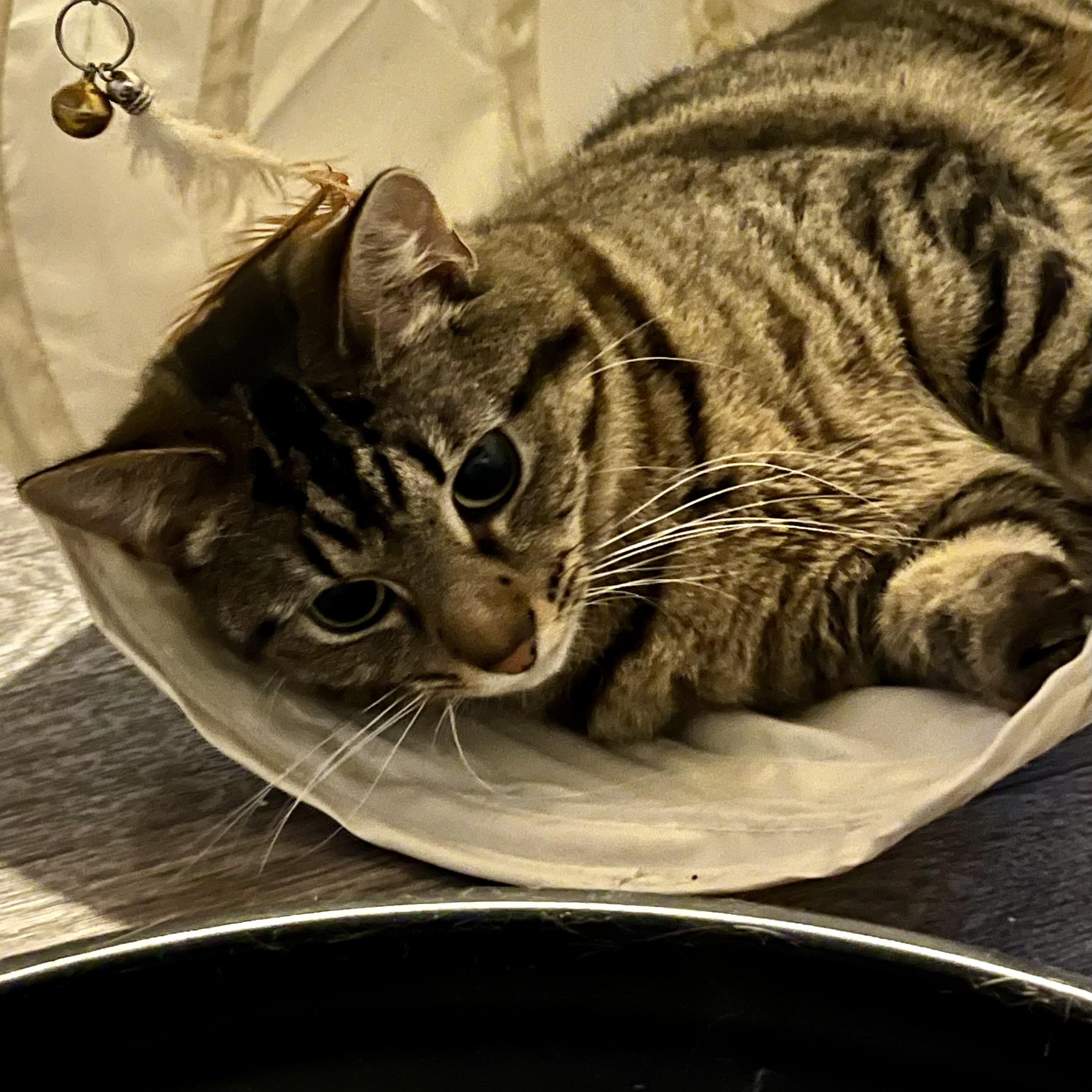 Belle, a Adoptable Domestic Short Hair in Lake Geneva, WI image 6/6