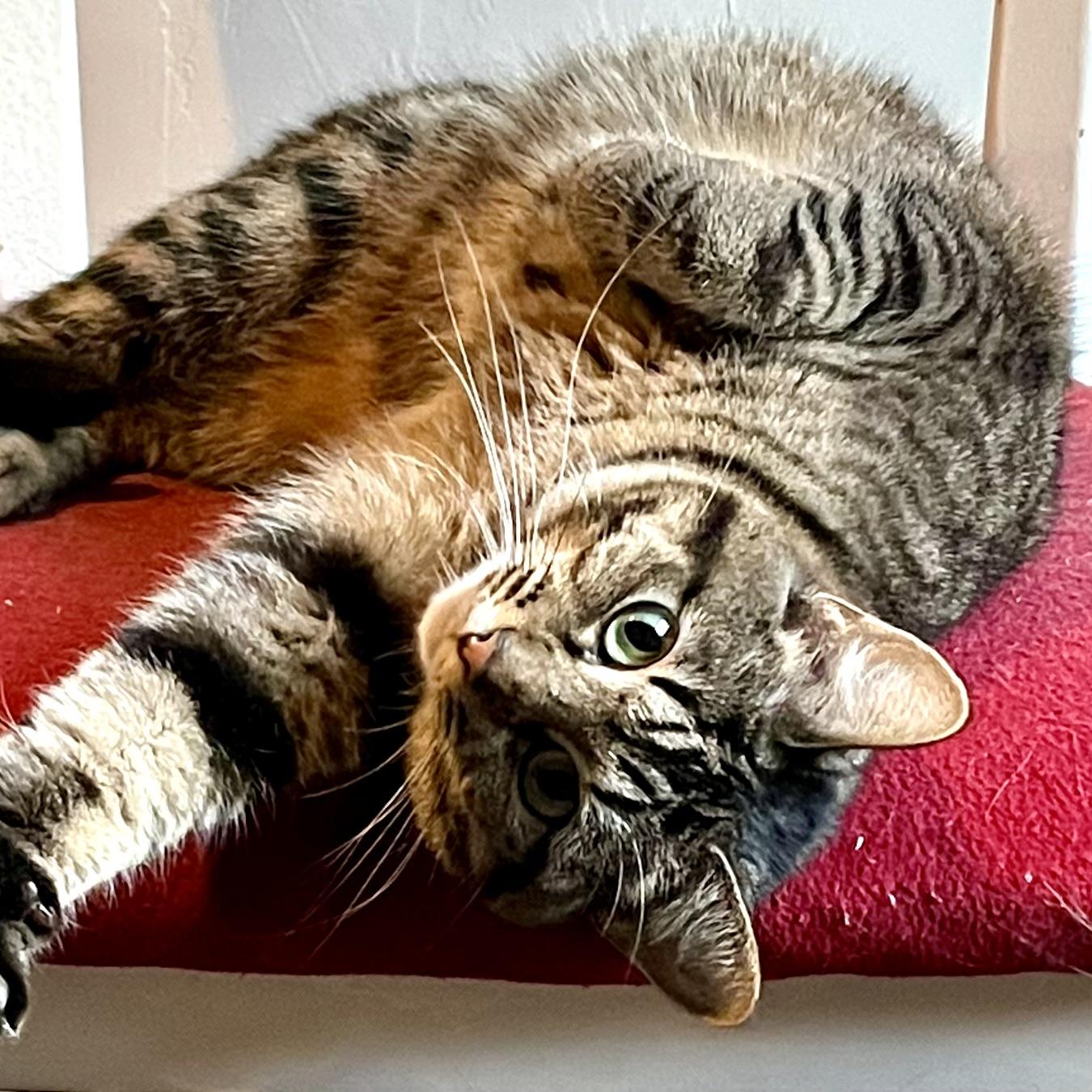 Belle, a Adoptable Domestic Short Hair in Lake Geneva, WI image 4/6