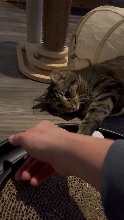 Enlarge Belle, a Adoptable Domestic Short Hair in Lake Geneva, WI video 5/6