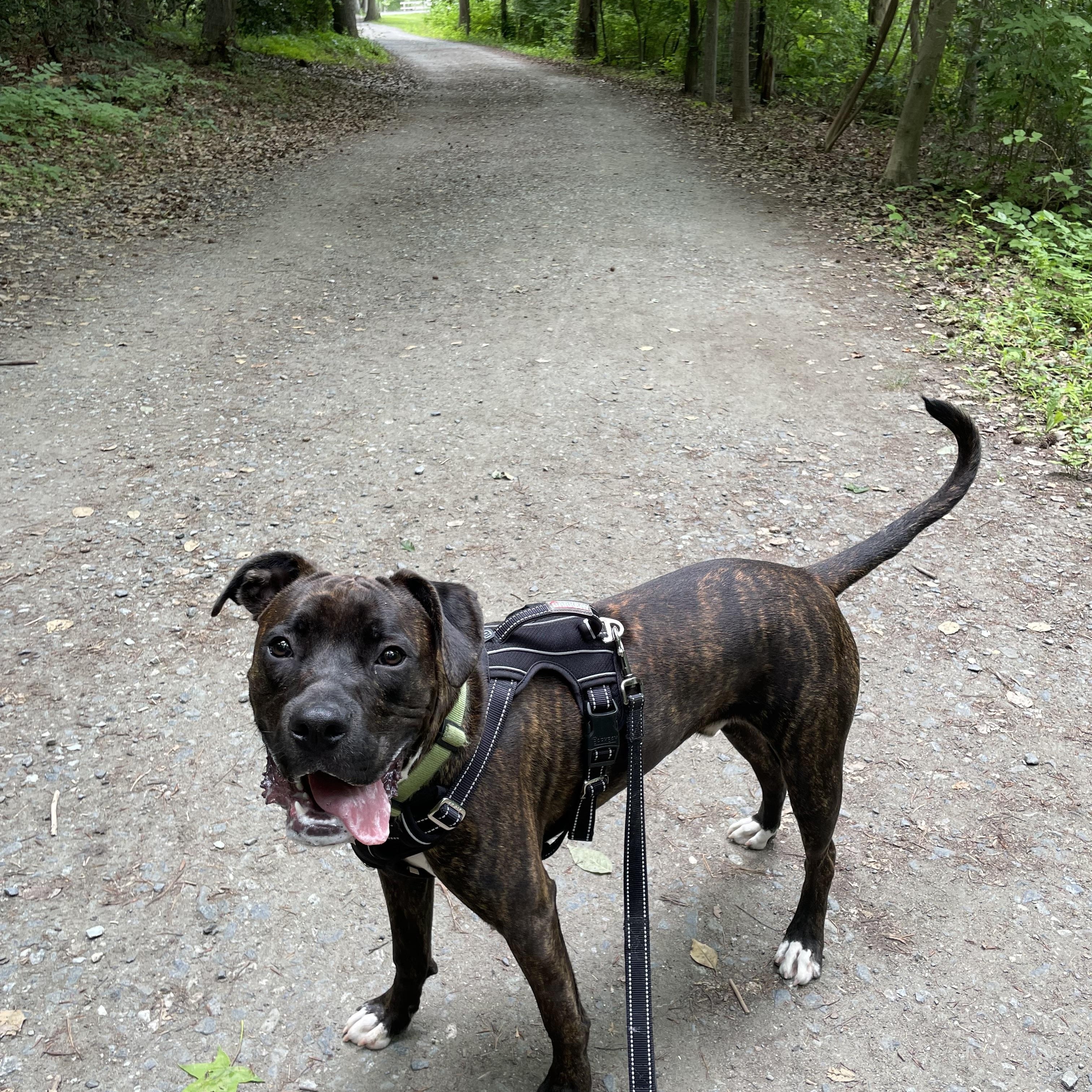Enlarge Blu, a Adoptable mixed breed in Greenbelt, MD image 2/6