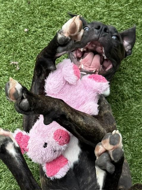 Enlarge Blu, a Adoptable mixed breed in Greenbelt, MD image 1/6