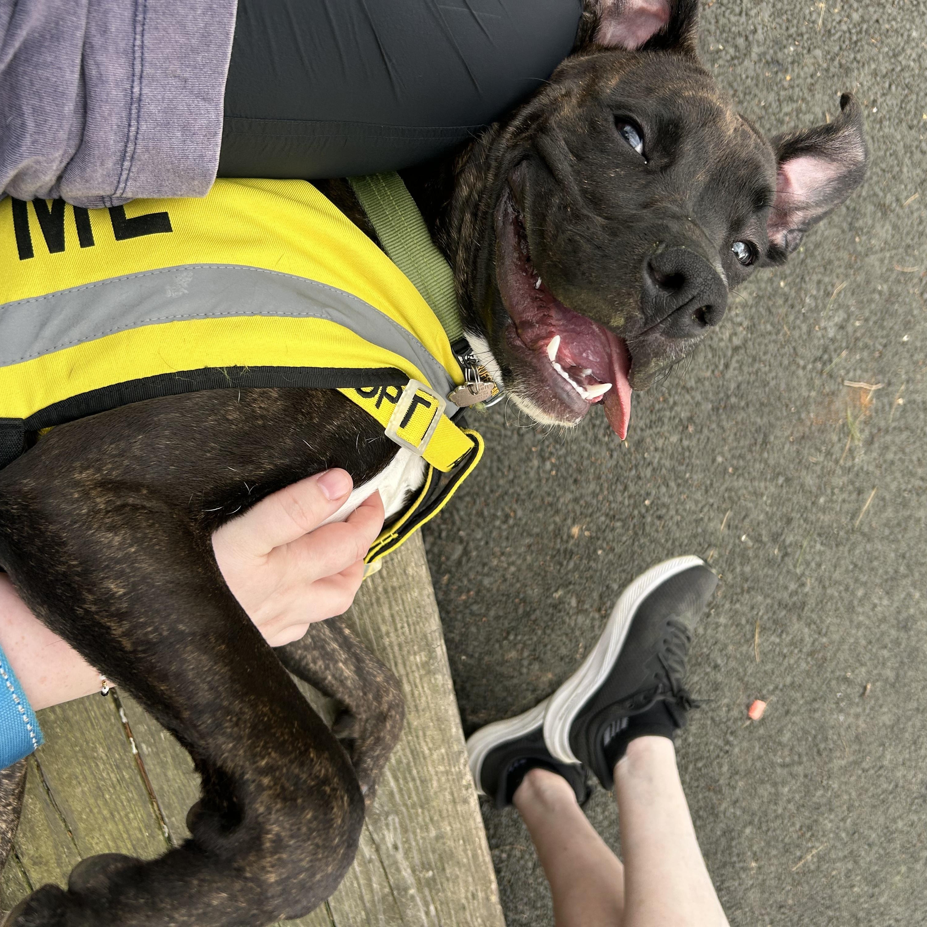 Enlarge Blu, a Adoptable mixed breed in Greenbelt, MD image 3/6