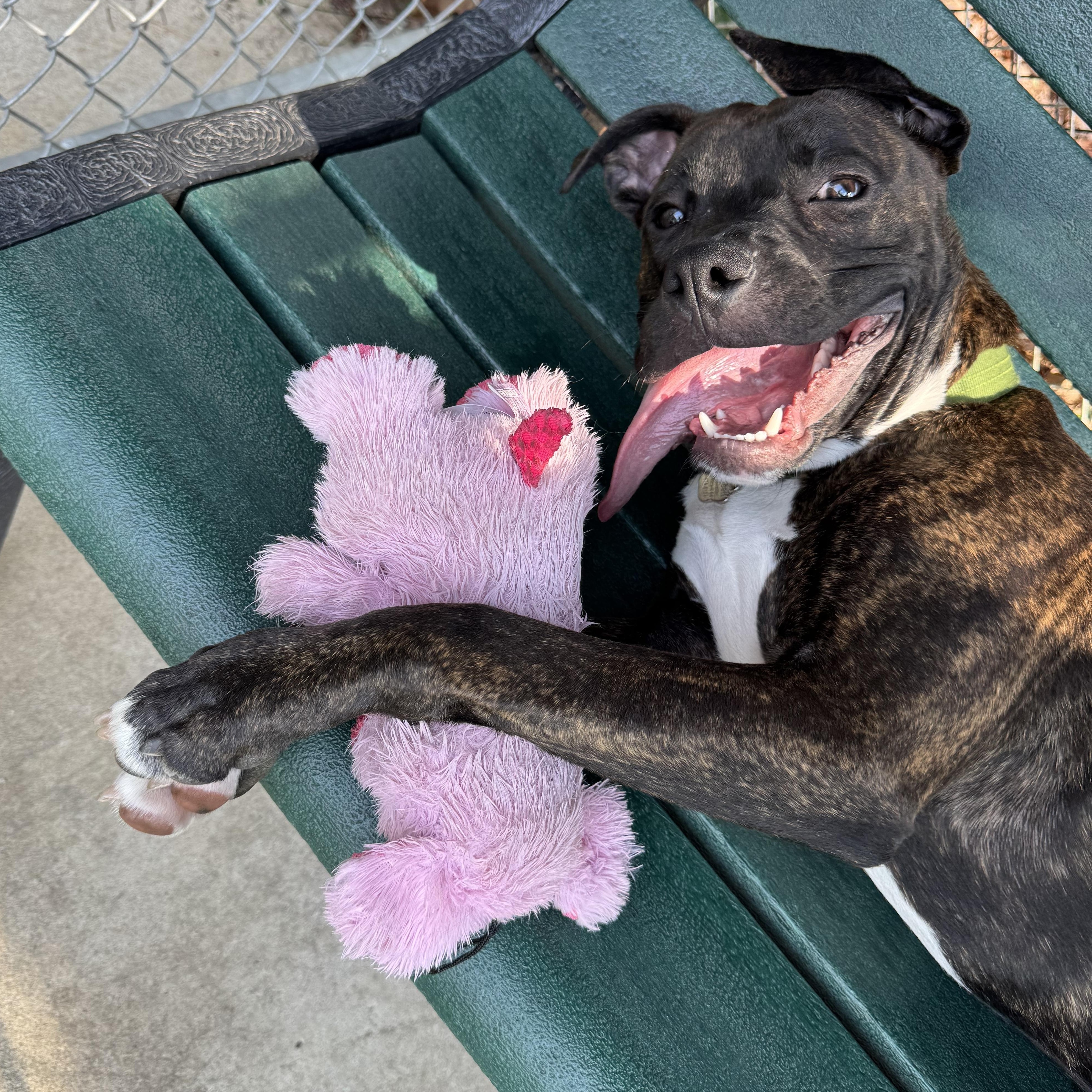 Enlarge Blu, a Adoptable mixed breed in Greenbelt, MD image 2/6