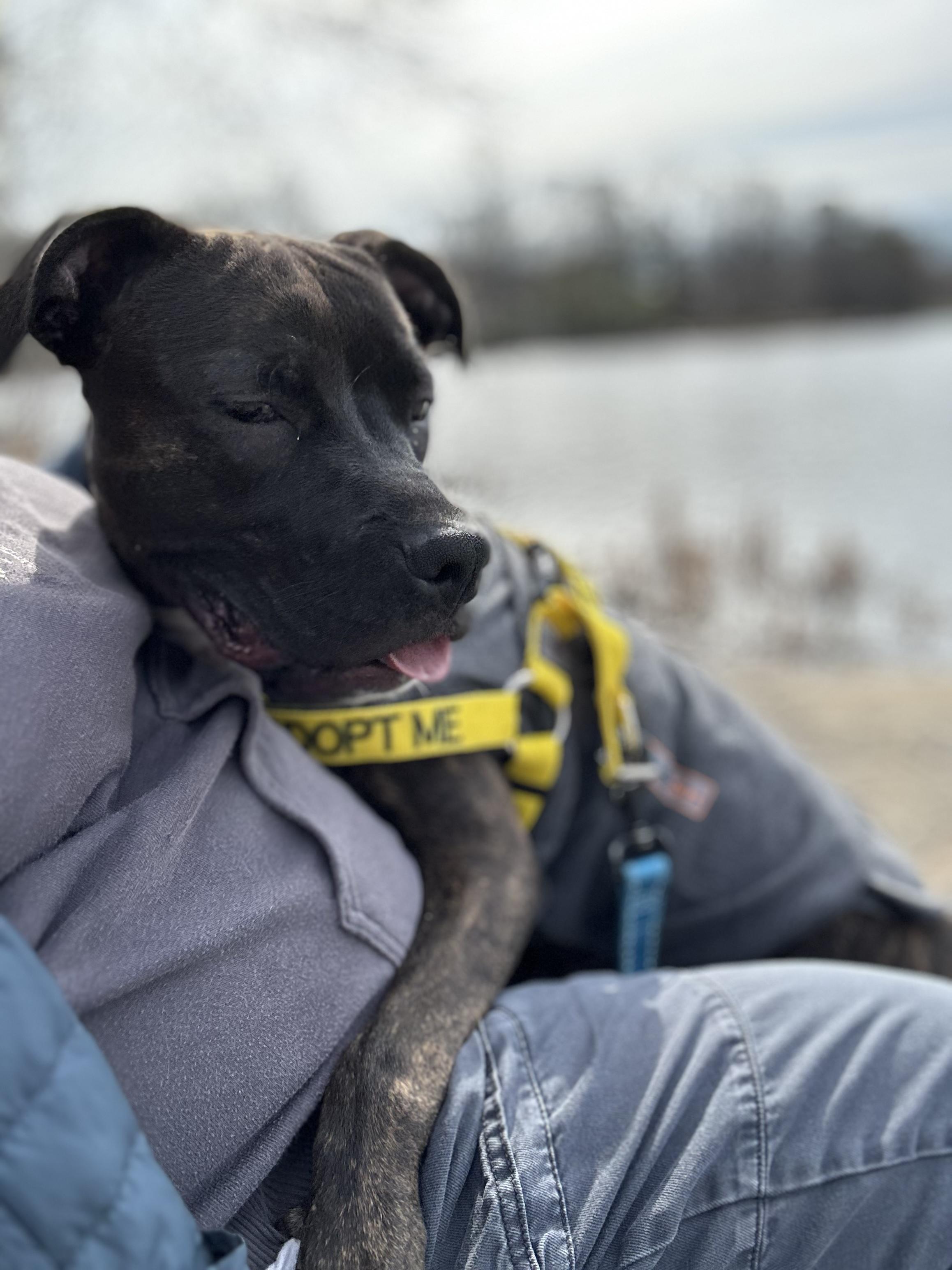 Enlarge Blu, a Adoptable mixed breed in Greenbelt, MD image 4/6