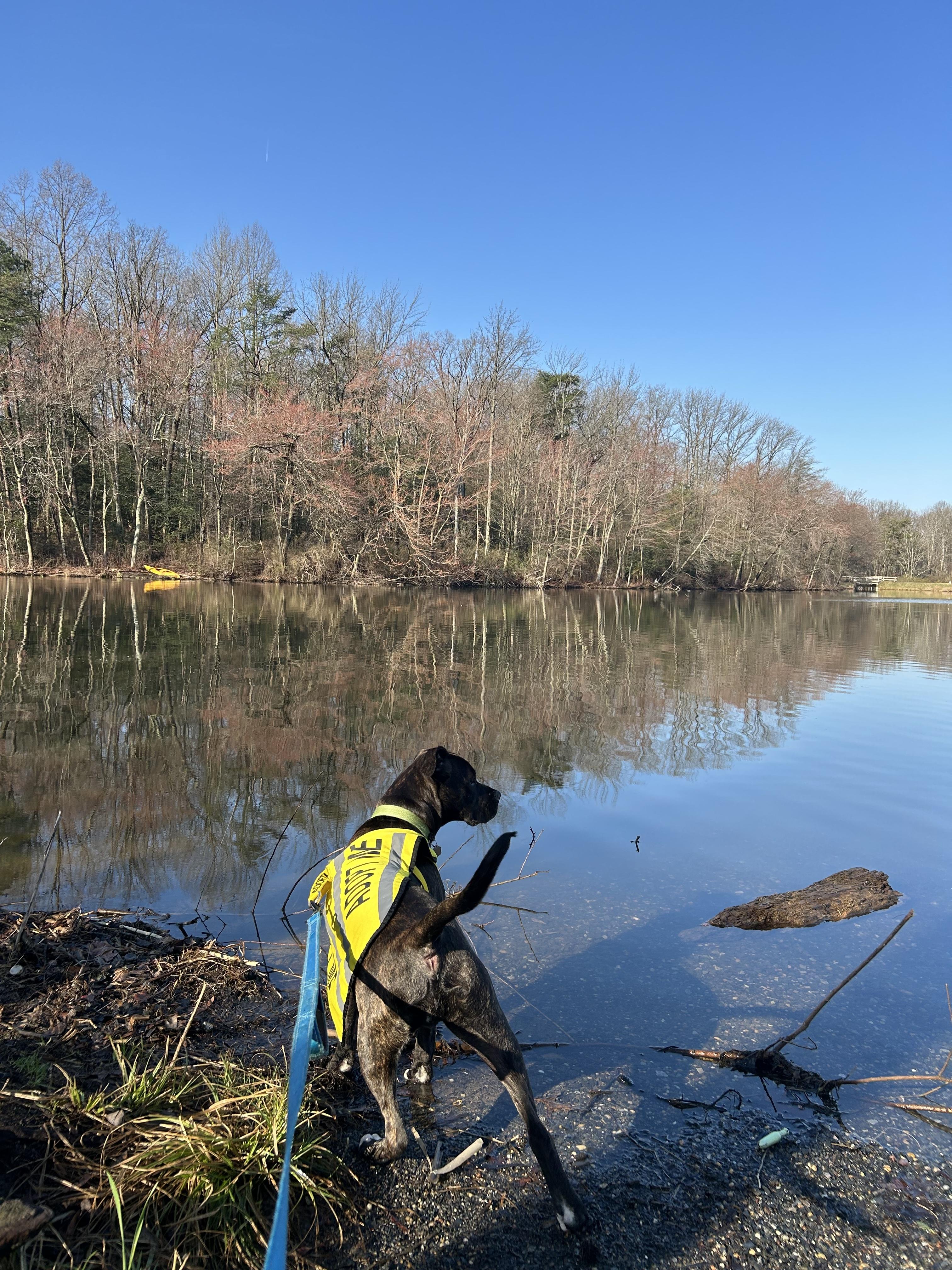 Enlarge Blu, a Adoptable mixed breed in Greenbelt, MD image 3/6
